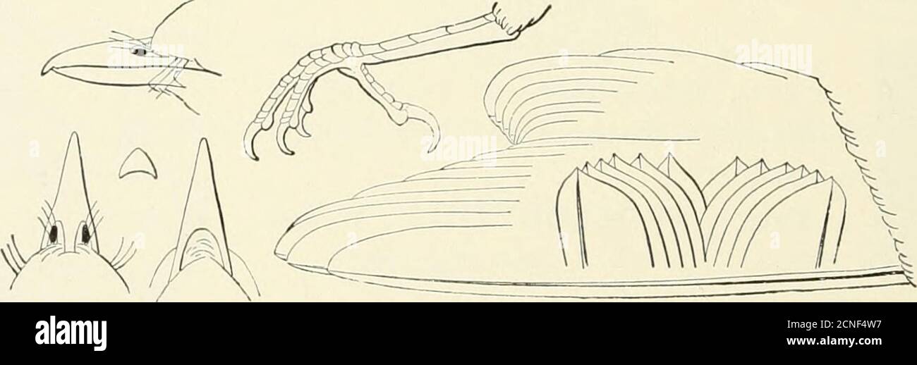 . The birds of Illinois and Wisconsin . Top of bill. Side of bill.. Bill, very slightly hooked or notched at tip; not flattened at base,as in the Flycatchers; toes, joined at base. Plain colored birds,usually greenish or grayish, at times, with wash of yellow on underparts; no white on tail. Family VIREONID^. Vireos. See page 227. PART 2. Tip of upper mandible not notched or hooked. Toes, 4; nostrils, openinginto a soft, fleshy membrane; tarsus, usually shorter than toes.  Family COLUMBIDiE. Pigeons and Doves. See page 139. Stock Photo