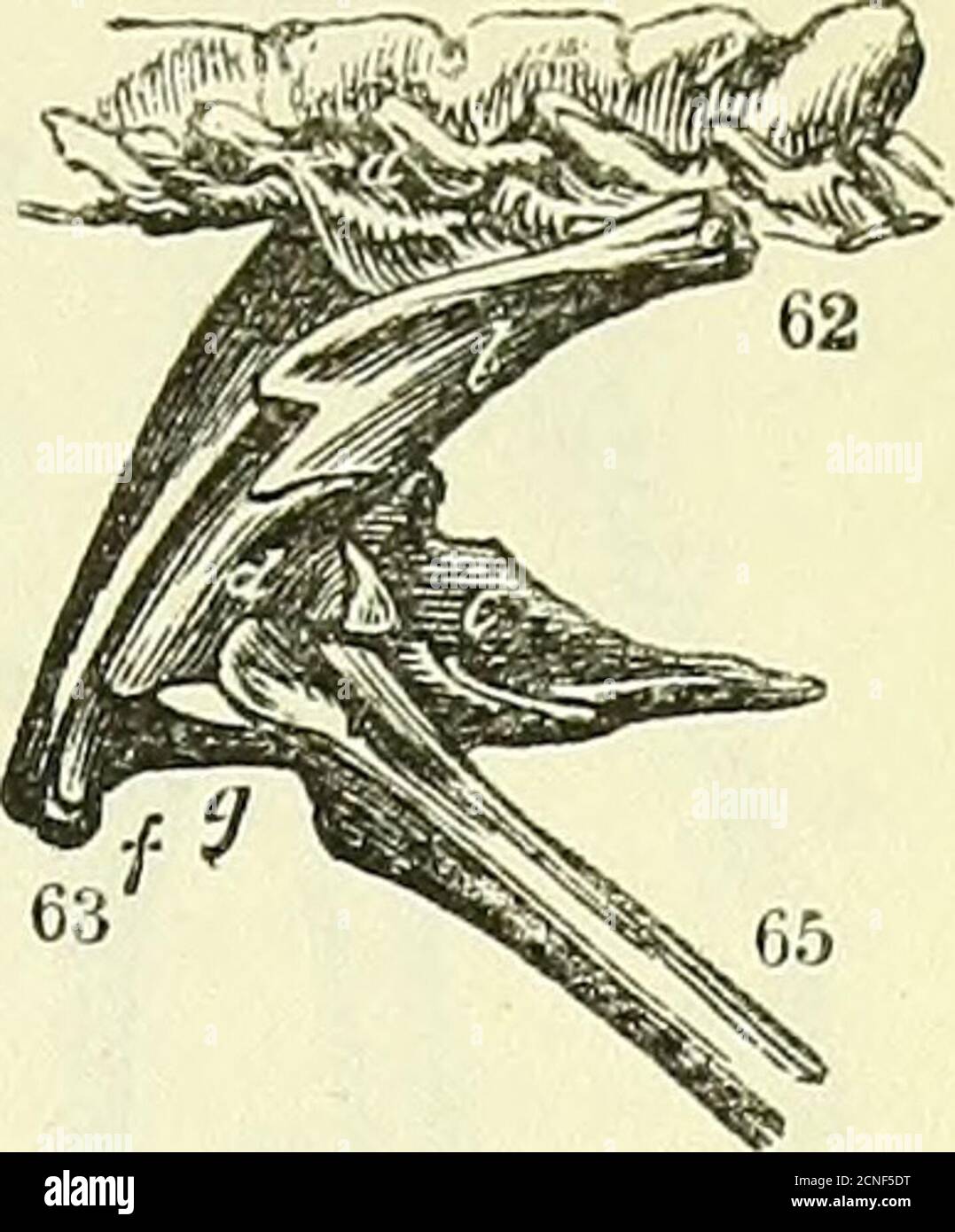 . On the anatomy of vertebrates [electronic resource] . Bones of leg and foot, Crocodile ANATOMY OF VERTEBRATES. 191. interspace into the i obturator foramina/ and becoming ossified inold Monitors. The femur resembles that ofthe Crocodile, but with the inner trochanterbetter developed, with a larger medullary cavity,and with a more marked depression on the outercondyle for the fibular articulation. The divisionof the back part of the head of the tibia is usuallymore marked. The head of the fibula, fig. 122,67, b, rises higher than in the Crocodile. In Var anus niloticus,1 the elongated iliac p Stock Photo