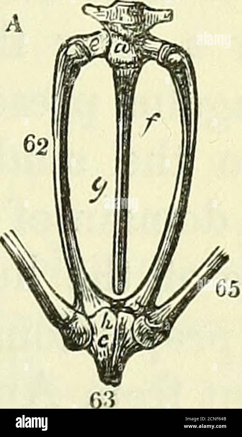 . On the anatomy of vertebrates [electronic resource] . e iliac parts of thesustaining arch. In the Toad (Bufo) the sacral process, or anchy-losed riblets, transmitting thereby the weightof the trunk upon the legs, are depressed andexpanded at their extremities ; in Pipa,fig. 44, b, s, remarkably so, and resting uponthe anterior halves of the ilia. In the Toadthe femur is shorter than the ilium, and thetibia is shorter than the femur. In the Frog,fig. 44, contrary proportions prevail. The im-pulse of the hind-limbs is applied, in all tail-less Batrachia, to the hindmost part of thebody, beyond Stock Photo