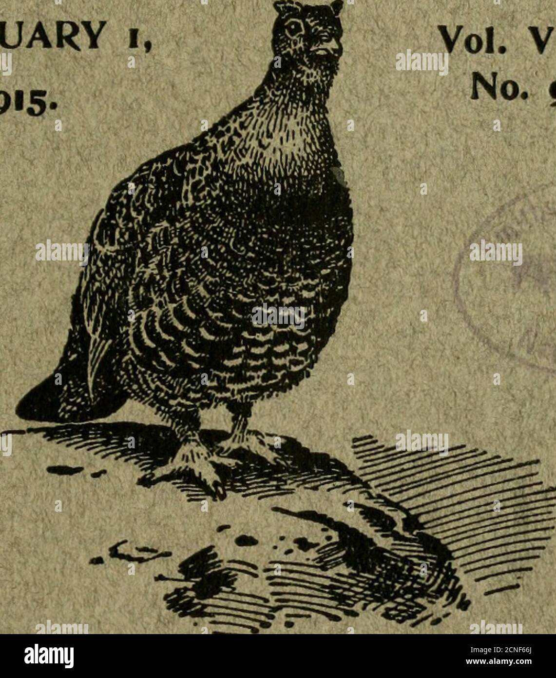 british birds for sale