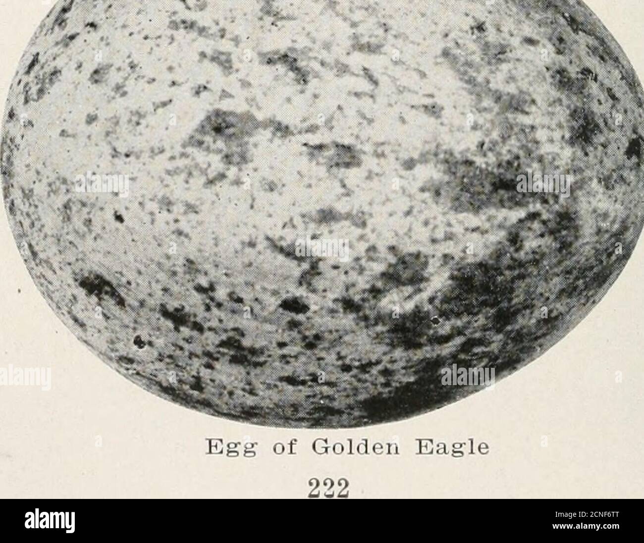 . The bird book illustrating in natural colors more than