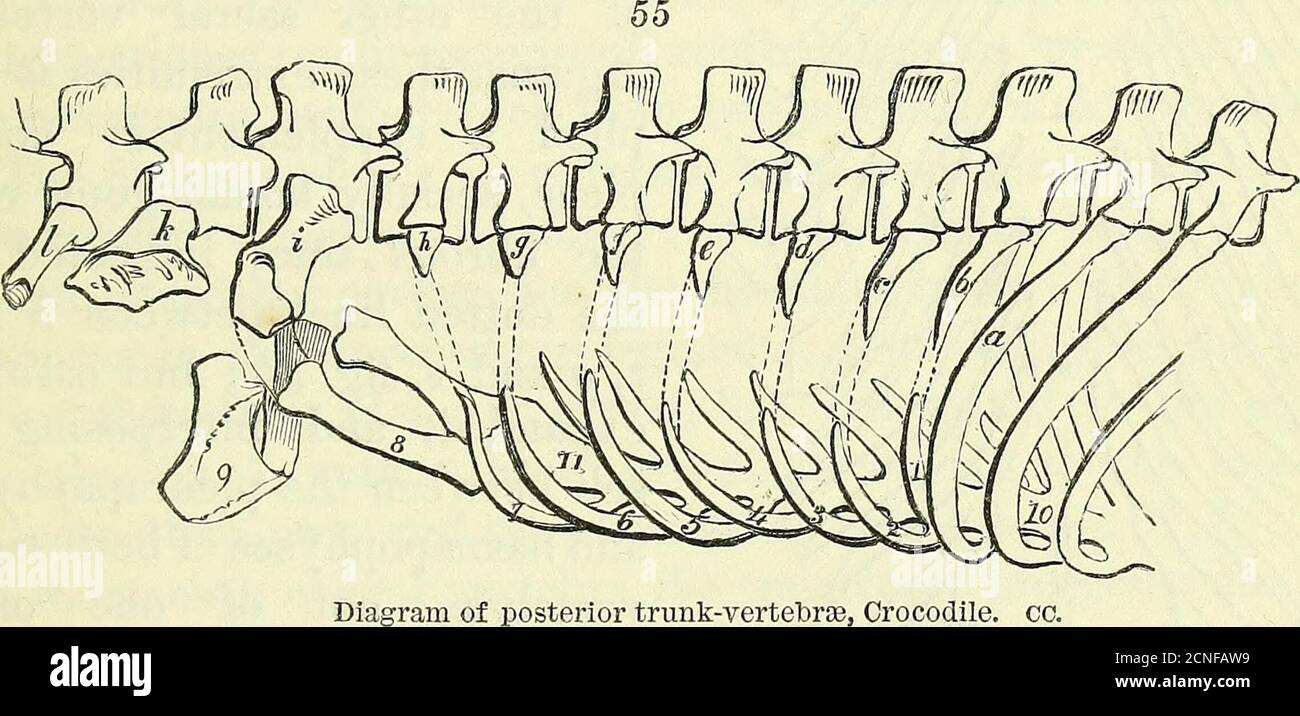 . On the anatomy of vertebrates [electronic resource] . Diagram of anterior vertebras,Crocodile. CC. ANATOMY OF VERTEBRATES. 67 between it and the hasmapophysis. A small cartilaginous appen-dage is attached to some of the ribs. The lumbar vertebras are those in which the diapophyses ceaseto support moveable pleurapophyses, although they are elongatedby the coalesced rudiments of such, ib. e, f, g, h, which are distinctin the young Crocodile. The length and persistent individualityof more or fewer of these rudimental ribs determines the numberof the dorsal and lumbar vertebras respectively, and Stock Photo