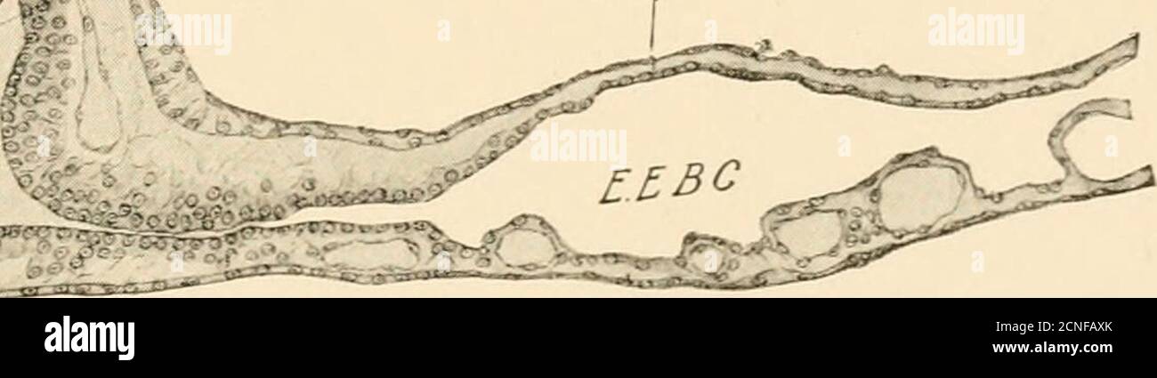 . The development of the chick; an introduction to embryology . oel^^^ jsprpi Stock Photo