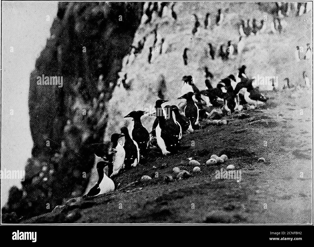 . Life histories of North American diving birds : order Pygopodes . Bogoslol Island, Alaska. A. C. Bent.. Bogoslol Island, Alaska, PALLASS Murre. FOR DESCRIPTION SEE PAQE 237. LIFE HISTORIES OE NOBTH AMBBIOAN DIVHTG BIEDS. 199 pursuit. The presence of dead birds about the rookeries indicatesthat deadly combats may sometimes occur. Wwier.—During mild winters the Pallass murres often spendthe winter not far from their summer homes in the southern por-tion of Bering Sea, but they ordinarily winter about the AleutianIslands, where the water is usually open, or on the North PacificOcean. It is inte Stock Photo