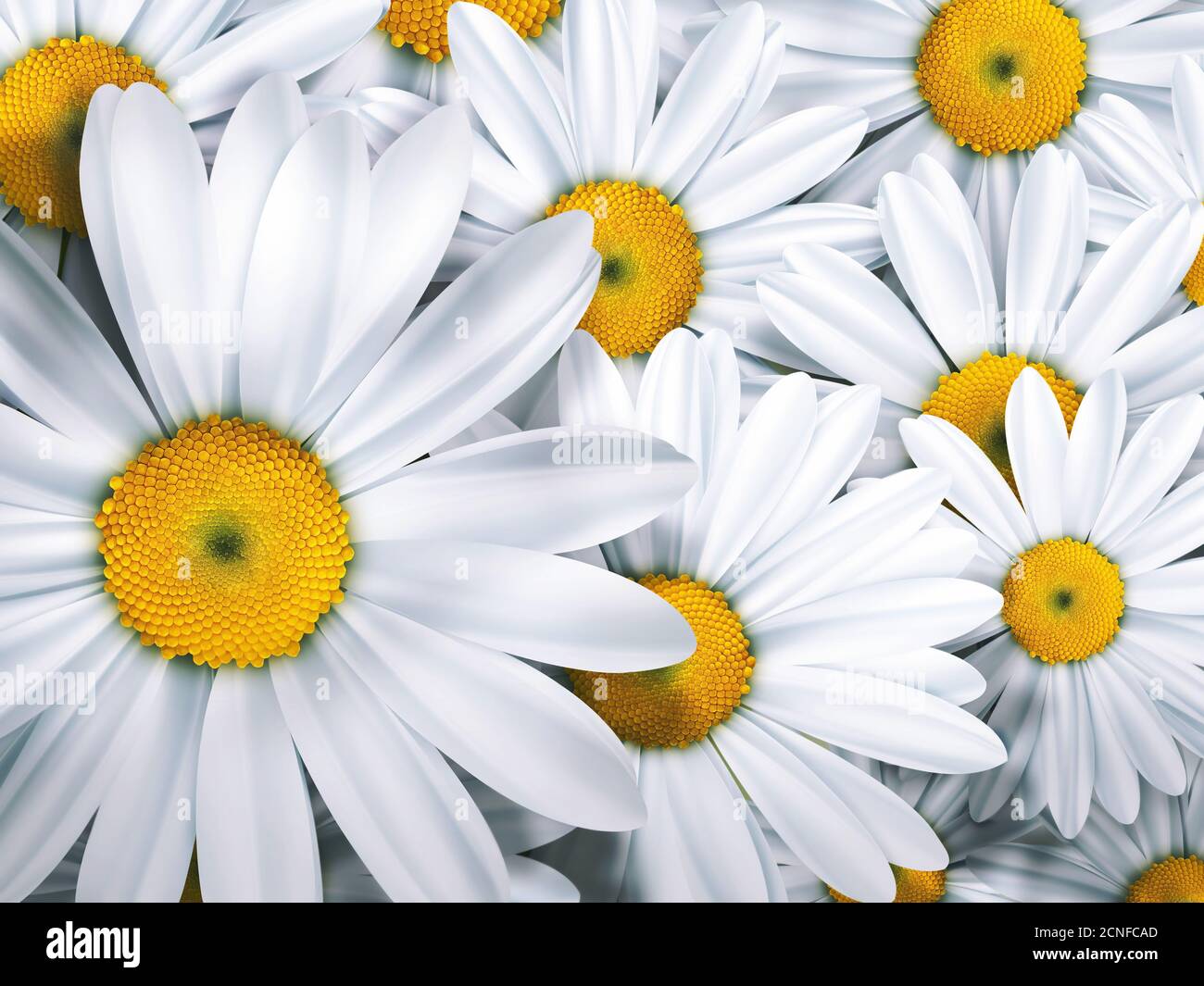 chamomile Stock Photo