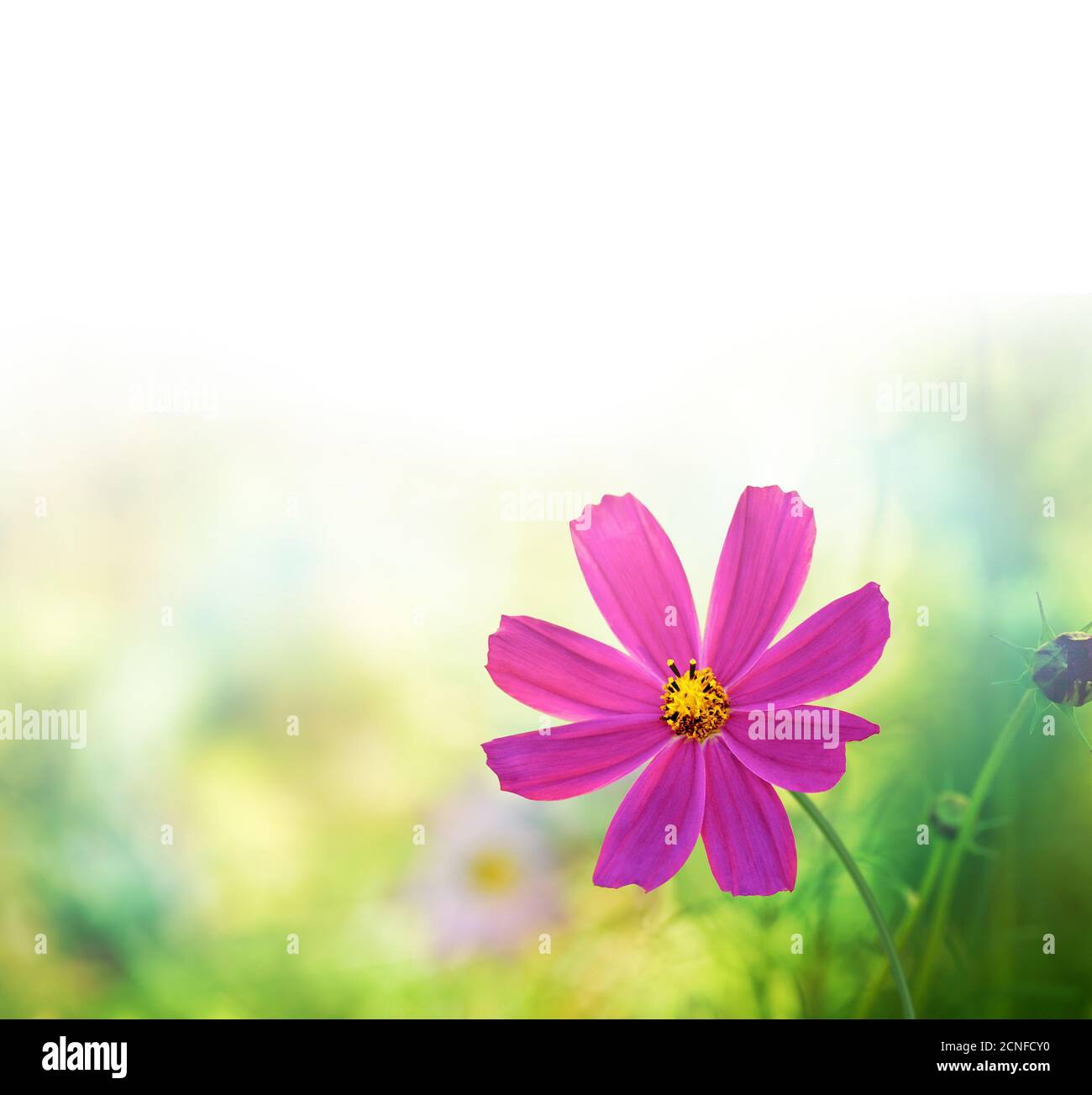 Wildflowers field hi-res stock photography and images - Alamy