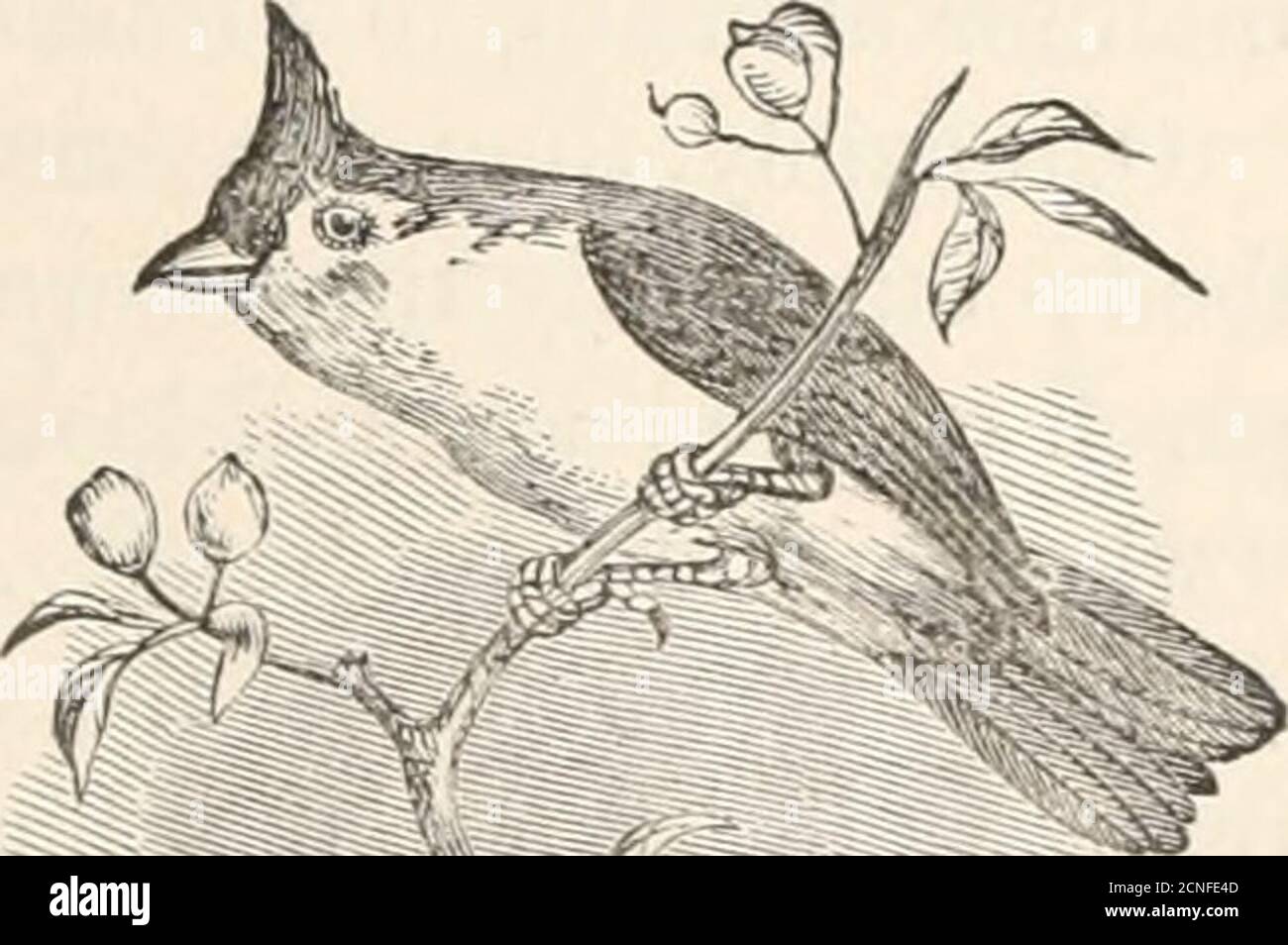 . The birds of New England and adjacent states : ... arranged by a long-approved classification and nomenclature ... with illustrations of many species of the birds, accurate figures of their nests and eggs . andslightly convex; tarsus but little longer than middle toe; crown and throat gener-ally black. PARUS ATRICAPILLUS. — Linncms. The Black-cap Titmouse; Chick-a-dee. Parus atricapittus, Linnaeus. Syst. Nat., I. (1766) 341. Wilson, Am. Orn., I(1808) 134. Aud. Orn. Biog., TV. (1838).Parus palustris, Nuttall. Man., I. (1832) 79. Description. Second quill as long as the secondaries; tail very Stock Photo
