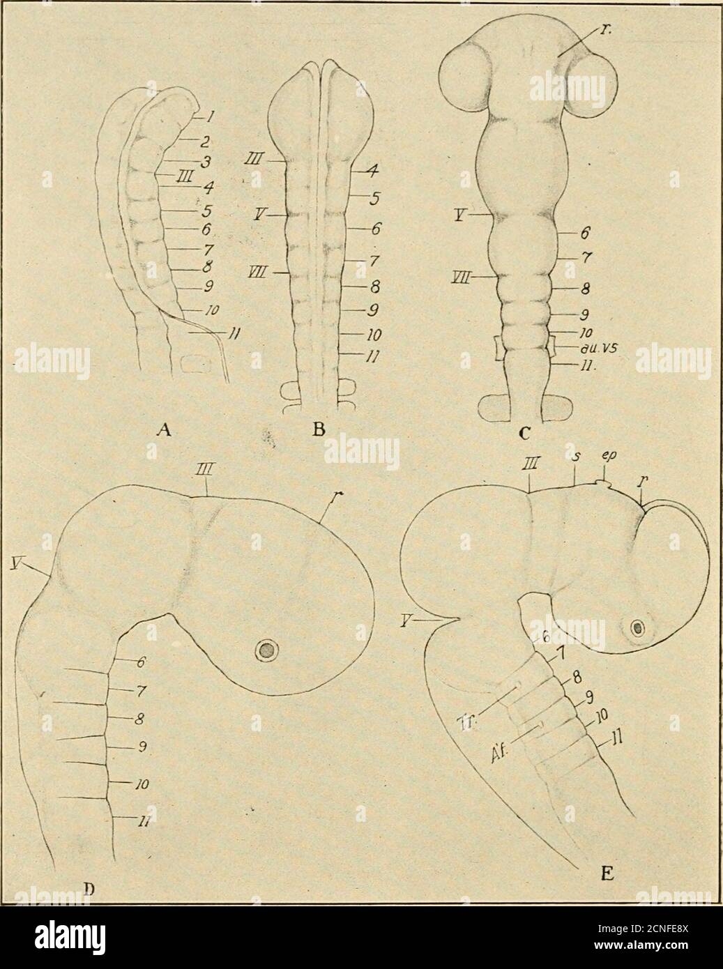 . The development of the chick; an introduction to embryology . erebral fissure a connection remains at its dorsal end betweenthe ectoderm and the neural tube. To this we may apply thename neuropore, though no actual opening is found here at thistime. The median stretch of tissue between the recessus opticusand the neuropore constitutes the lamina terminalis which remainsas the permanent anterior wall of the neural tube. It must notbe forgotten that the original anterior end of the medullary platelies at the ventral end of the lamina terminalis, i.e., in the re-cessus opticus. A third landmark Stock Photo