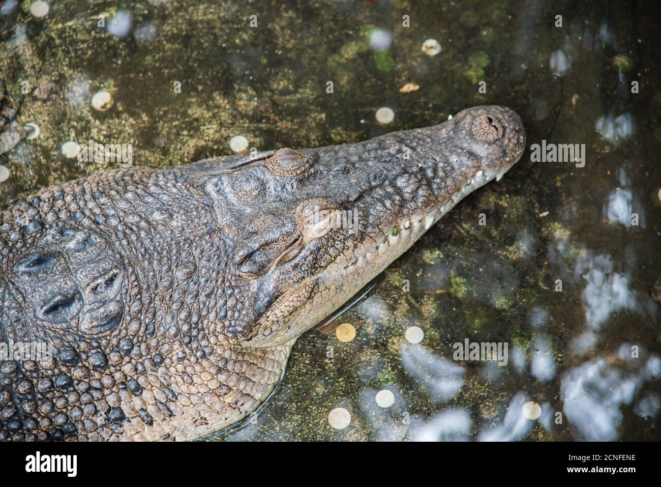 Amphibian Prehistoric Crocodile in farm Stock Photo