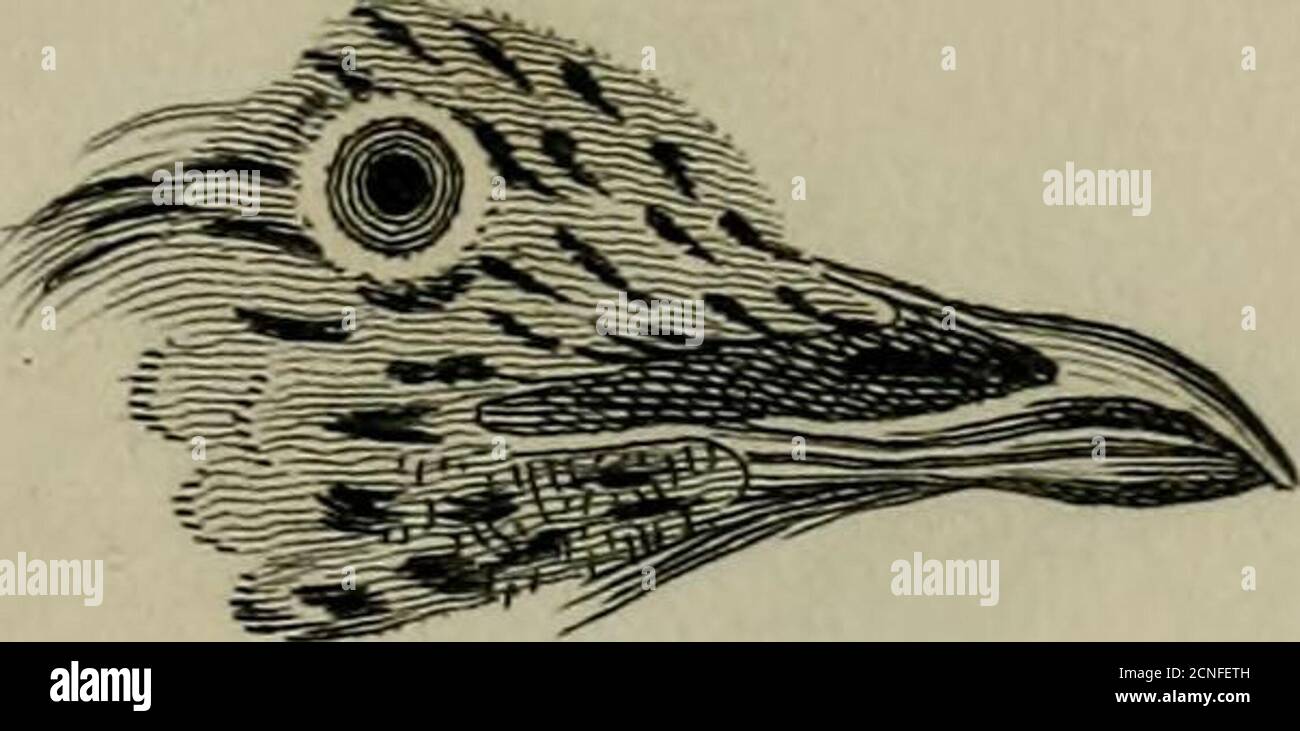 The Class Aves Stock Photo Alamy