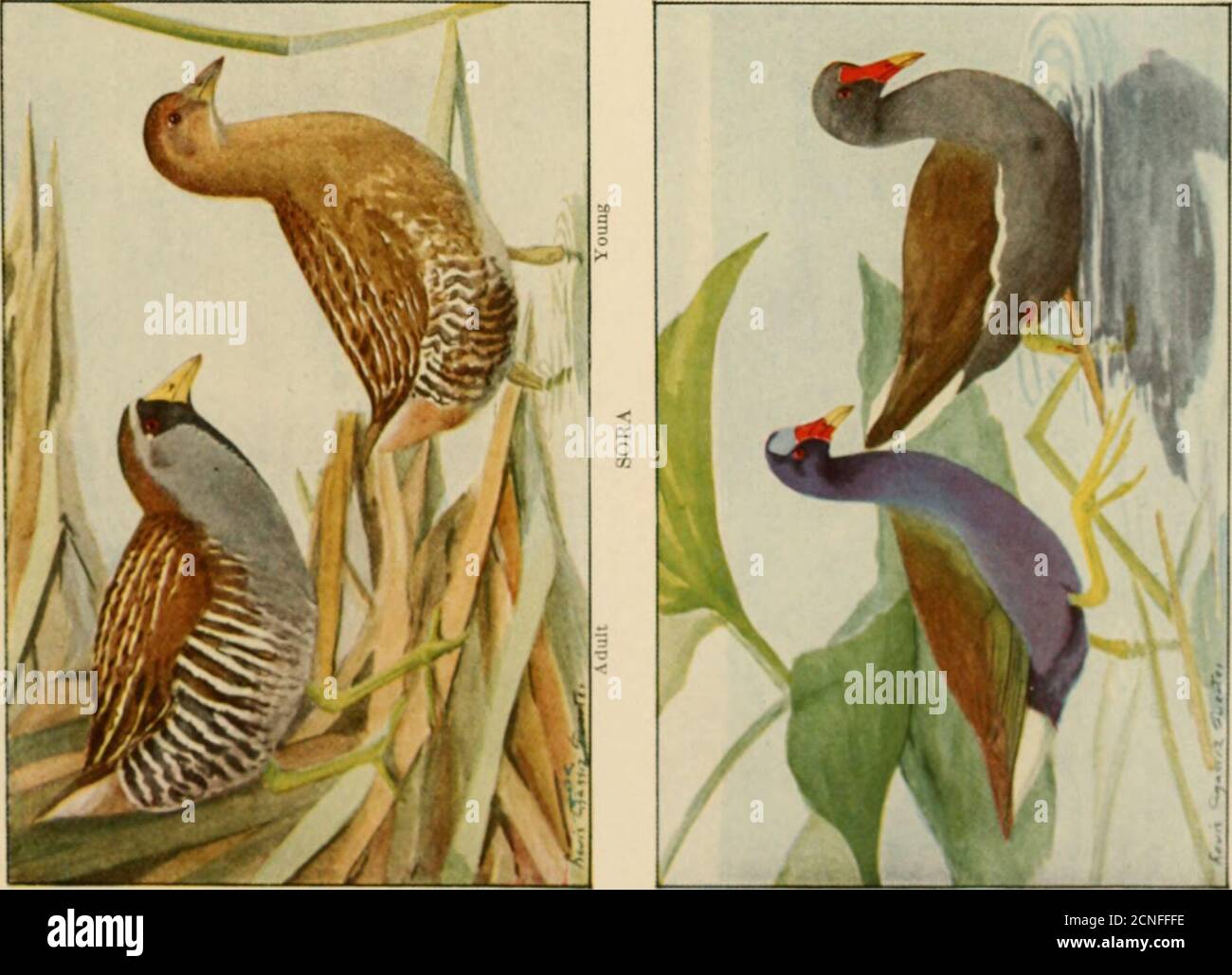 . The book of birds, common birds of town and country and American game birds . 125 .OSS -C ■ g -3 ^ 2 a 2 . ^ S M — 5te2*E-i.9 «J X 3 3 &gt;5 o o a fi fe § &gt;- r, P s ^ 7? w 3 O .2 O r 3 -►^ J3 c C •-  j • *  3 ;2 o ■— ? ^ ■*-* ?i t-  . O j^ Cj T3 vt, •;• t£ O 3 tt ^ O is w -31—1* 3 ^ .ti ^ 2^3° &gt;. :3^ -^ a3 5 fl.- o ^ — -a &gt; C o flj rt 3 i7 5. e +J m o; c -5 ^ «.:5HS W ^ s c3 ■q^ ^ r , cj fw .§ &gt;i C o S =S 3 ^ .3 -^ g ^ c o S S .N »^ oJ-^ ^ 1 tc ,73 C3 45 ! 3, -&gt;^ -tJ ij ^ m .- O o &gt; - a) e3 ^ hf: G C3 0 ^ C/ 0) 3 Q J= 0. H H.; en a 53 a; M j3 ^ 3 o3 m 3 53 iHOrt fJ-(jac3Pc Stock Photo