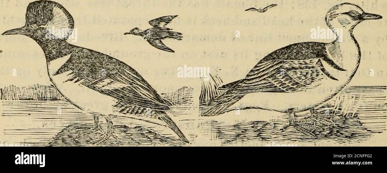 . Directory to the birds of Eastern North America .. . ange, fig. 139. Female and young, brown on head, neck and upper parts; white beneath. TN, A, a, 2. 1-10. N. A. south to Mexico and Cuba, breeding throughout most of its range; resident from the Carolinas southward. Eggs, 6 to 10, pure white, placed in holes or shallow cavities of trees in May. Common, occurring more often on fresh waters than on salt. Fig. 139. Fig. 140.. P^, A, b, 1. 1-8. -^ ■- IV,^ A, c, 1. 1-8. c. Smews. Mergus. Differ from b in having the bill shorter and the crest notas prominent. DIRECTORY TO BIRDS OF EASTERN NORTH A Stock Photo