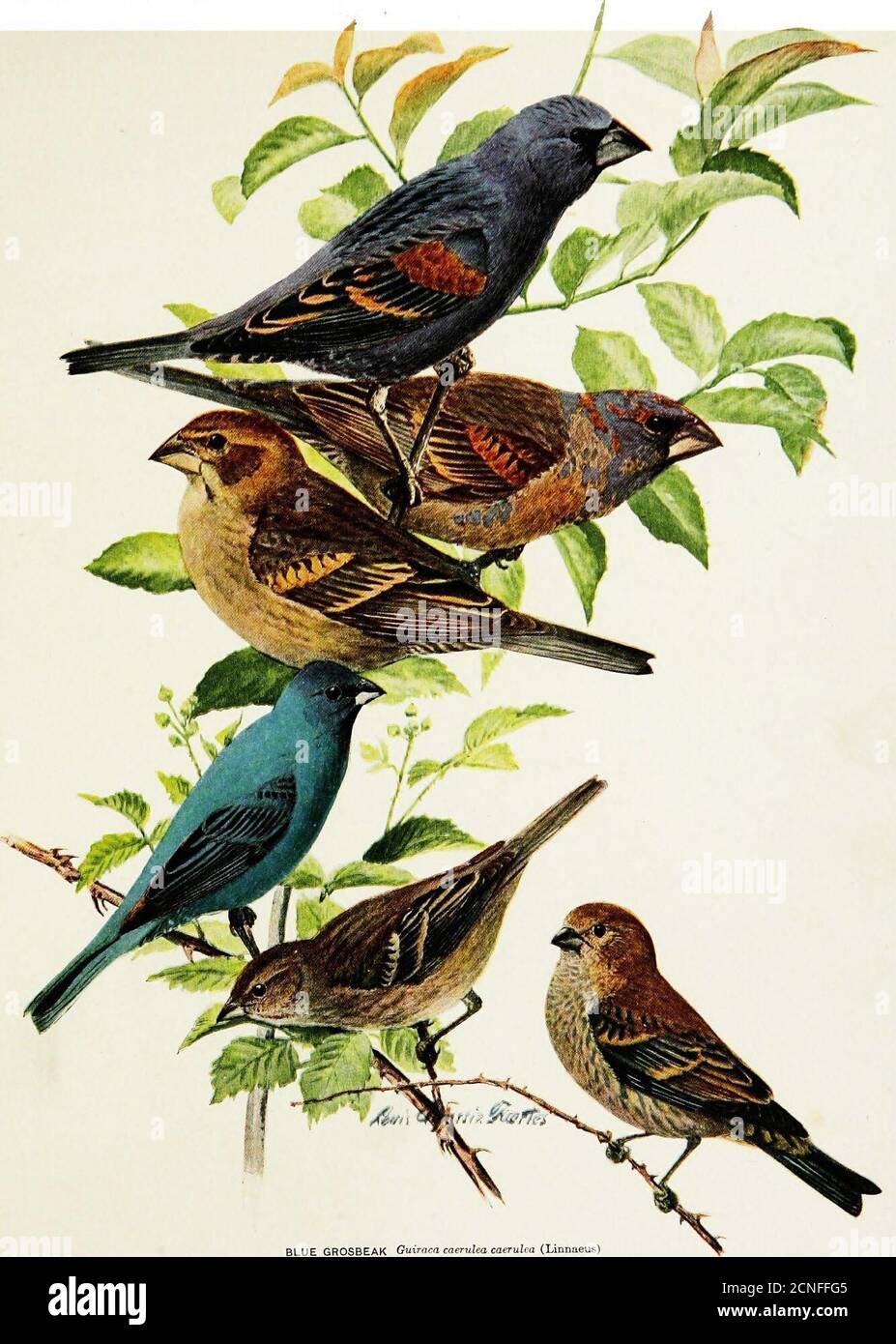 . Birds of New York . ROSE-BREASTED^GROSBEAK Zamdodia ludoviciana (Lmnaeus) rMMATURE MALE IN AUTUMN CARDINAL Cardinalis cardinali, cardinals (Linnaeus) FEMALE AH f nat. size *^^ Plate 86 BLUE GROSBEAKPage 329 INDIGO BUNTINGPage 330 Plate 86- Memoir 12. N. Y. State Museum. BLUE GROSBEAK Guiraca caerulea caerulea (Linnaeus) ADULT MALE CHANGING MALEFEMALE INDIGO BUNTING Passerina cyanea (Linnaeus) MALE IN SUMMER FEMALE MALE IN AUTUMN All I nat. size Plate 87 SCARLET TANAGER Page 337SUMMER TANAGER Page 339 BIRDS OF NEV YOlilv Memoir 12. N. Y. State Museum Plate 87 Stock Photo