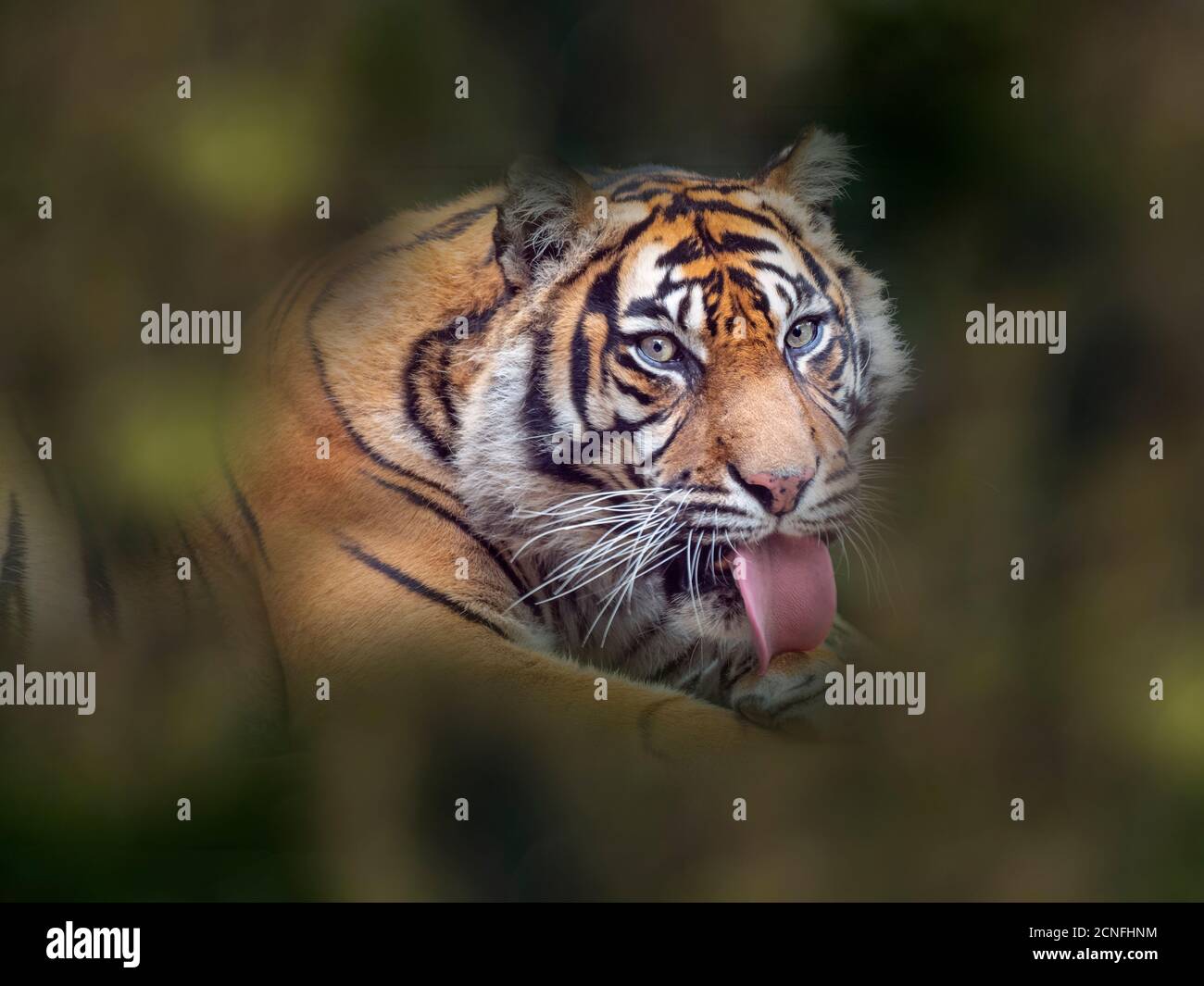 Sumatran tiger Panthera tigris sondaica CAPTIVE Stock Photo - Alamy