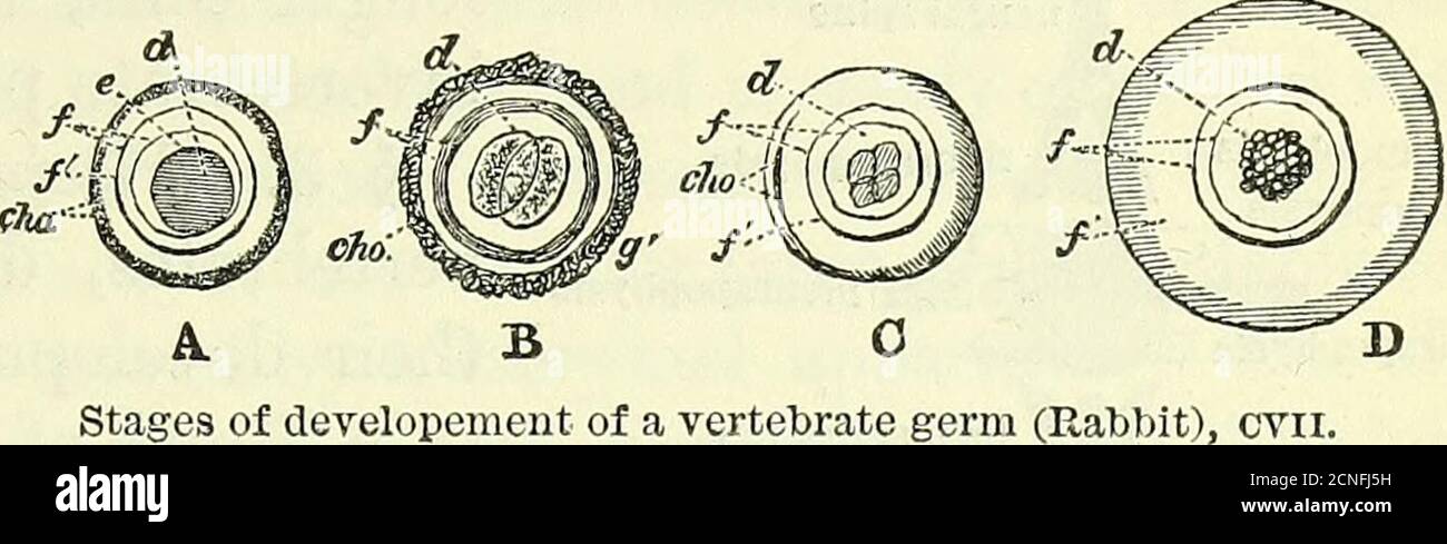 . On the anatomy of vertebrates [electronic resource] . ANATOMY OF VERTEBRATES. 3. of developement of a vertebrate germ (Rabbit), cvir. symmetry, constitutes the chief developmental characteristic ofthe vertebrate animal. The twofold symmetry is shown in the bone-segment, fig. 7 ;also in the flesh-segment surrounding the skeletal one in fig. 6,in which the mid point 4marks the ( noto-chord; with the neu-ral canal above, thehaemal canal below;both surrounded bythe two neural andtwo haemal masses of muscles on each side. The lancelet, Branchiostoma, fig. 23, superinduces its distinc-tive charact Stock Photo
