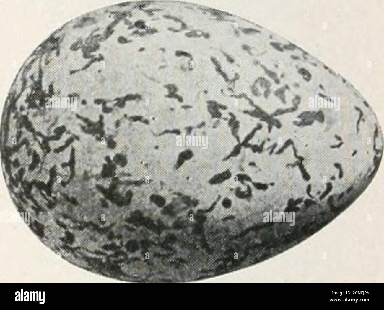 . The bird book : illustrating in natural colors more than seven hundred North American birds; also several hundred photographs of their nests and eggs . Brownish gray. 280. Wilsons Plover. Octhodromus wilsonius. Range.—An abundant breeding species on theGulf coast, coast of Lower California, and on theAtlantic coast north to Virginia, and casuallyfarther. A common Plover, which may be distinguishedfrom others of the genus by its comparativelylarge heavy black bill, and the single broad blackband across thebreast, and not ex-tending around theback of the neck.They nest on peb-bly shingle or in Stock Photo