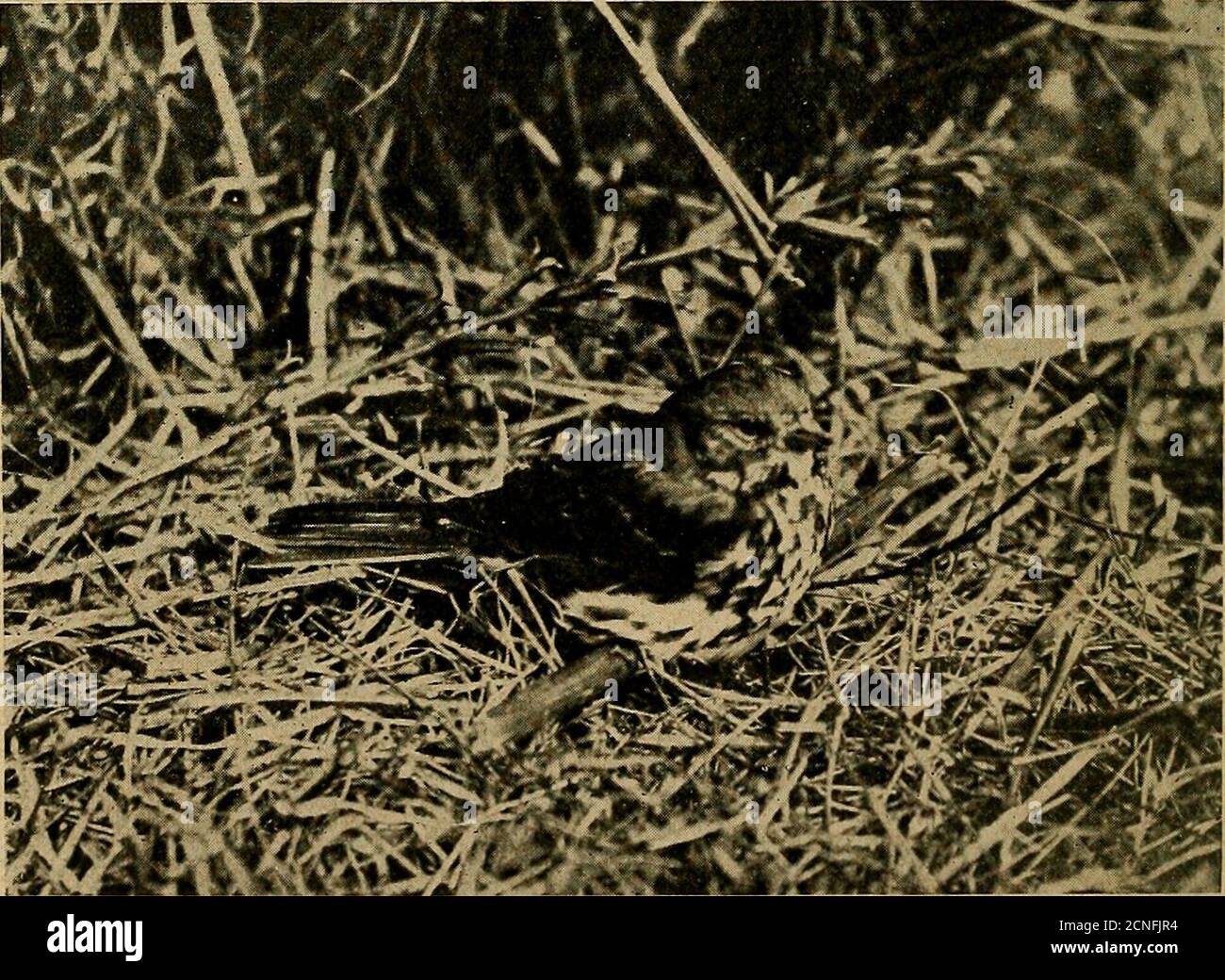 Bird lore . Photographed by Verdi Burlch, Branchport, N. Y 
