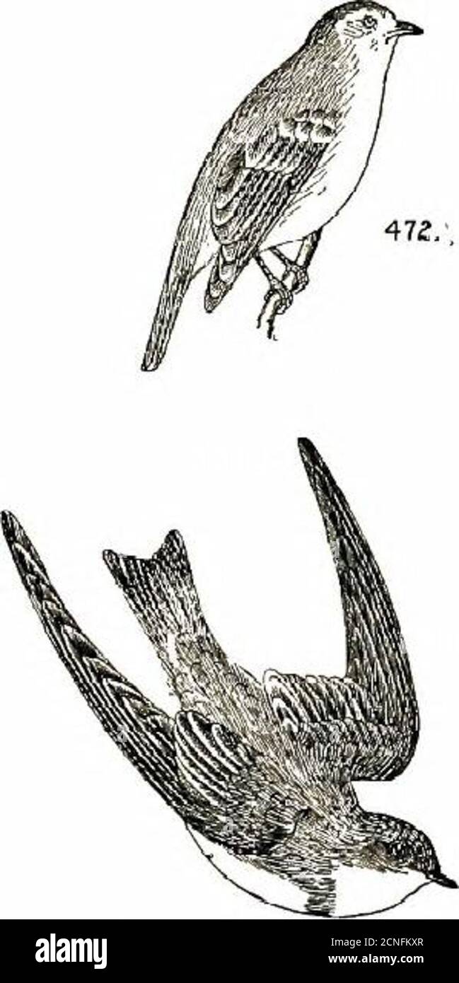 . Color key to North American birds; with bibliographical appendix . curson adjoining mainland. 210 Perching Birds Chiefly Dull Colored 472. Beardless Flycatcher {Ornithion imherhe).7... 4.5; W. 2.10. Ads. Bill small, narrow, uppermandible decidedly curved; above gray tinged witholive, below grayish white with a yellow tinge. Ranee—Centra! America; north In sprintr to Lower Rio Grande 472a. Ridgway Flycatcher (O. !. rid^wayi). Sim-itar to No. 472, but larger, W. 2.2; grayer, little it anysulphur tinge on underparts, (Ridgw.) Notes. Call,a shrill//^V repeated; song, from the tree-tops, jDa/i,yo Stock Photo