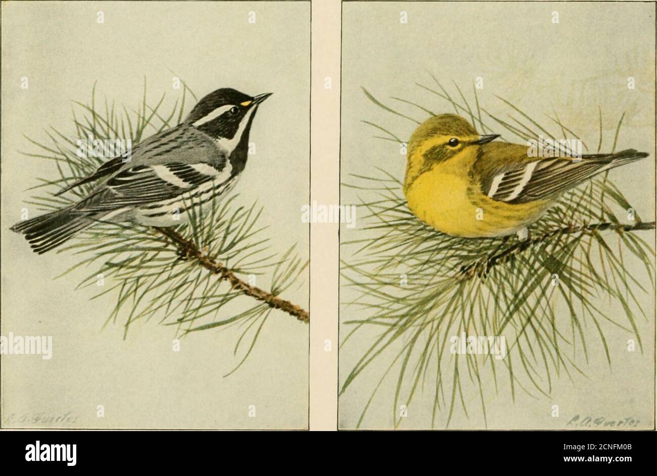 . The book of birds, common birds of town and country and American game birds . BAY-BREASTED WARBLERMale and Female BI.ACK-THROATED GREEN WARBLERMale and Female BLACK-THROATED GRAY WARBLER PINE WARBLER 92 Stock Photo