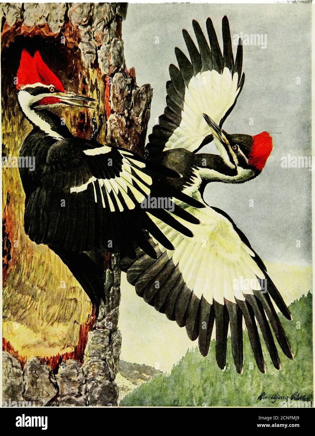 Immature pileated woodpecker hi-res stock photography and images - Alamy