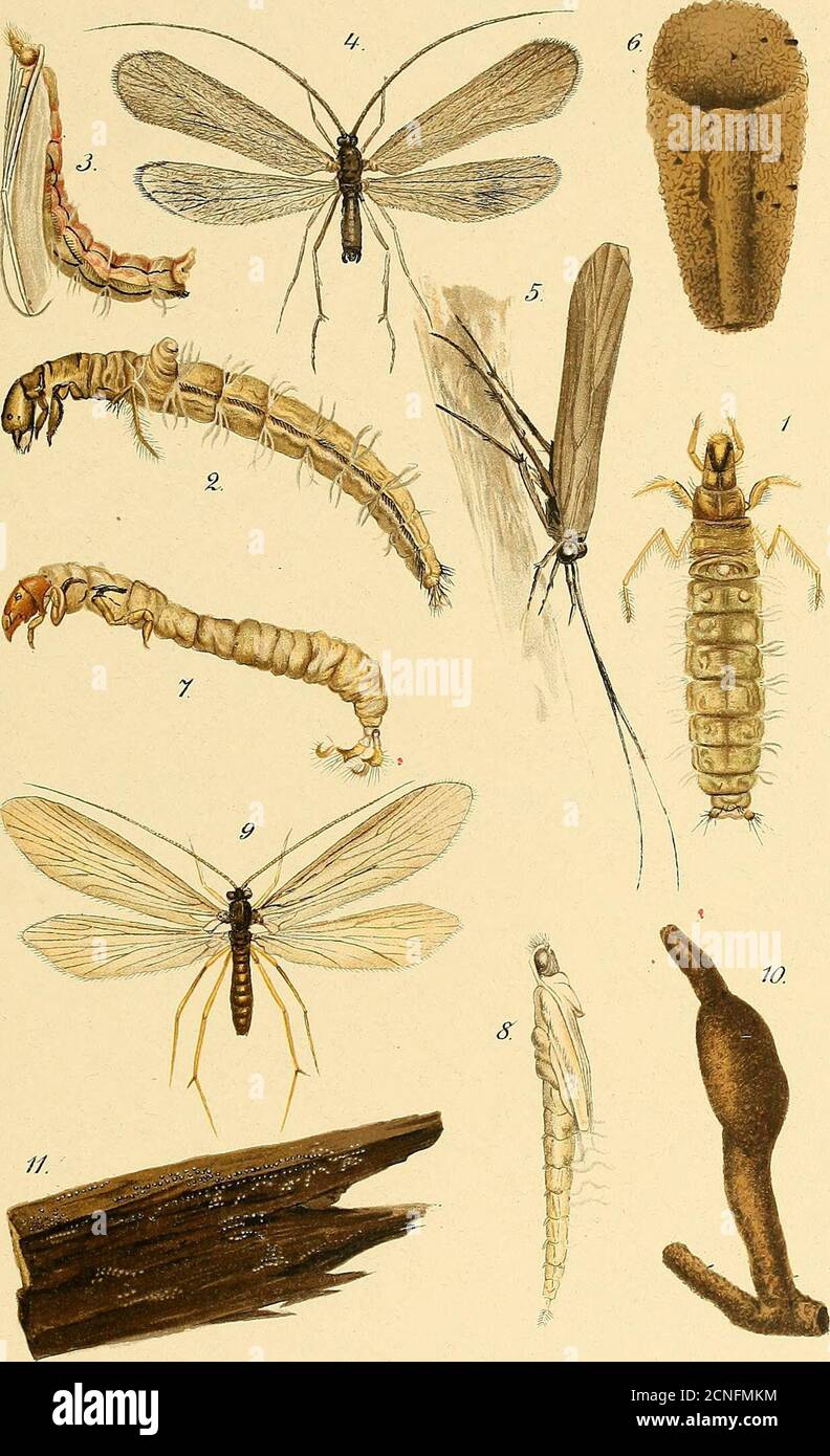 . Annual report of the Forest, Fish and Game Commission of the State of New York . 2 per cent of thefood in minnows of the Hybopsis group. Apart from these, they averaged from 1 to6 per cent of the food in less than half of the species studied by Prof. Forbes. Mr. Explanation of Plate 6. Caddis Flies. Fig.i. Dorsal view of larva of Molanna cinerea Hagen, x 4. 2. Lateral view of larva of M. cinerea, x 5. 3. Lateral view of the pupa of M. cinerea, x 4^. 4. Dorsal view of imago of M. cinerea, x 4. 5. The accustomed resting position of the imago of M. cinerea. 6. Ventral view of the flat larval ca Stock Photo