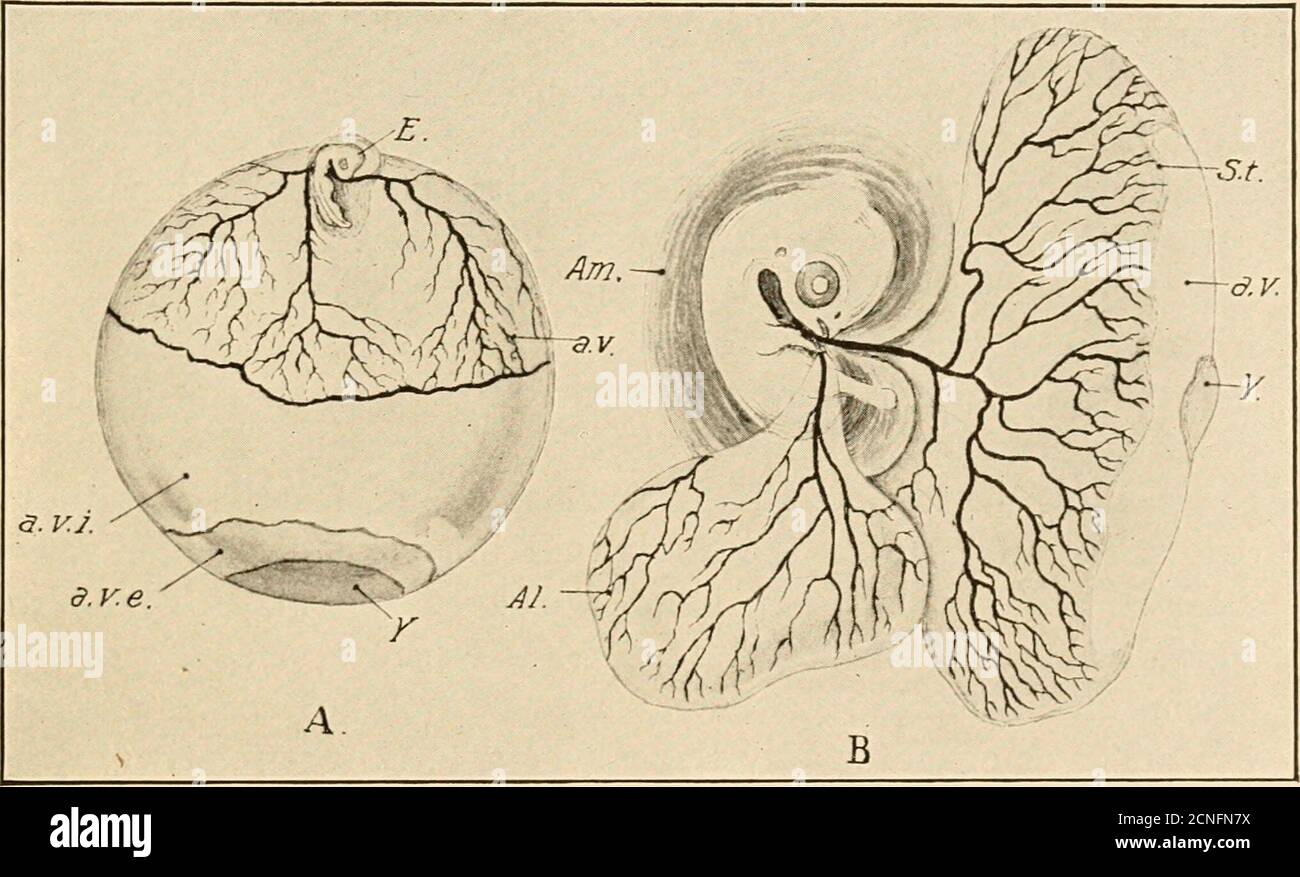. The development of the chick; an introduction to embryology . talk ...