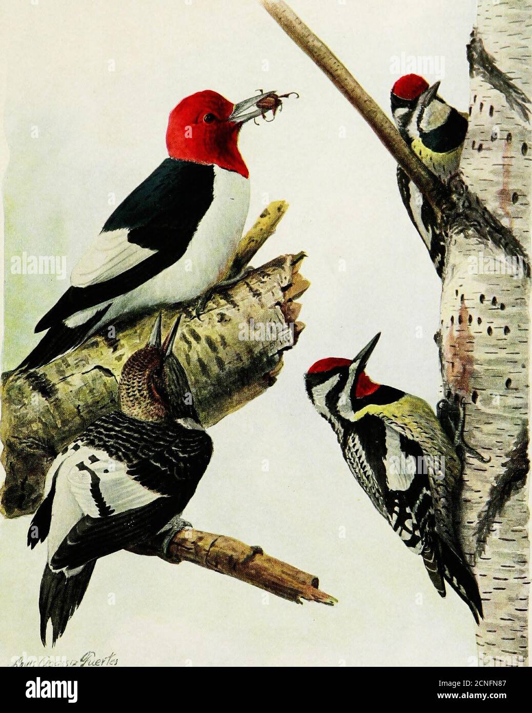 Immature pileated woodpecker hi-res stock photography and images - Alamy