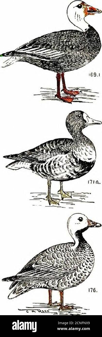 . Color key to North American birds; with bibliographical appendix . ; breeds in Hudson Bay region: winters onve^t coast of tiie Gulf of Mexico; two California records; sa.d tohave occurred | n New Jersev. I 7 la. American White-Fronted Goose {Anser albi-frons ganibeli). L, 28. Ads. Forehead and rumpwhite; below spotted with black. Yng. Similar butno white or head no black below. Rangp.—Nnrth Atnerira; breeds in Arctic region; winters on GulfCoast, California and Mexico; rare on Atlantic coast. 176. Emperor Goose (Thilacte ca?iagica). L. 26.Ads. Forenpck blarklsh; rest of head and neck whiteso Stock Photo