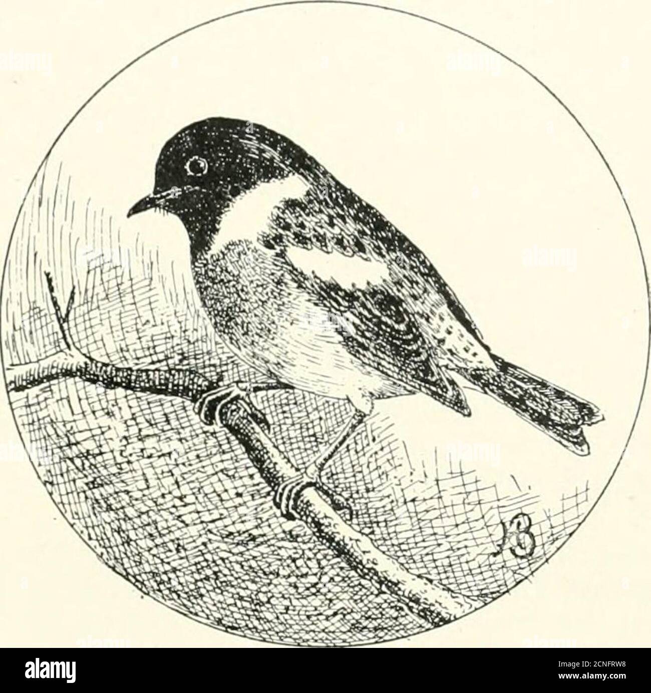 . Field observations on British birds . - foundon the ground about their diurnal resting places, and afford clearevidence of their presence in the neighbourhood. One last word : despite all the suggestive names which havebeen lavished on this bird, it is absolutely harmless ; indeed, not manyare more beneficial. It is a voracious feeder, and its diet is notonly purely insectivorous, but it is mainly of insects which are activelynoxious, like the cockchafer. The game-preserver has no cause of complaint against theNightjar, which deserves protection at the hands of sportsmen,farmers and naturali Stock Photo