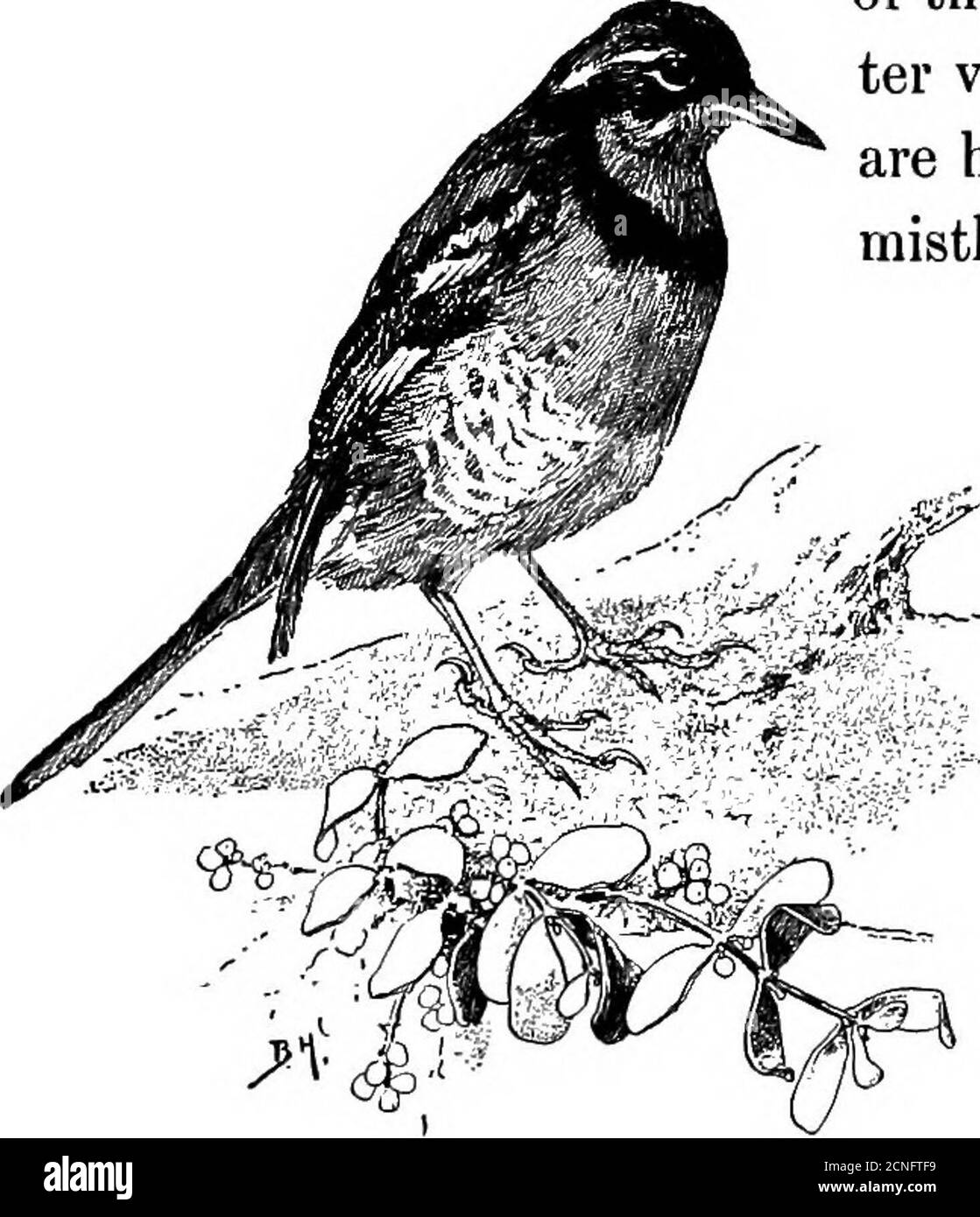 Thrush holly Cut Out Stock Images & Pictures - Alamy