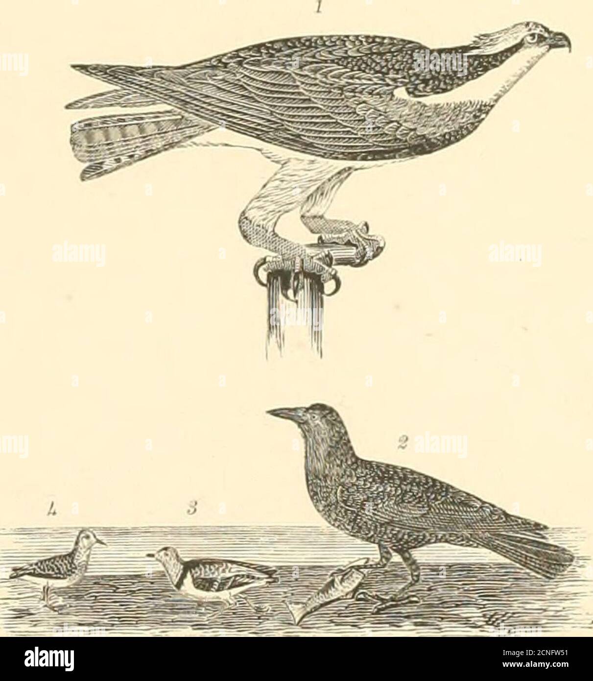 . American ornithology; or, the natural history of the birds of the United States . ILATE 35.—1. Miuter Falcou. 2. Magpie. 3. Crow, Plate 37.-1. Fish-hawk 2. Fish-crow. 3. Ring Plover.4. Lea^t Snipt^ Stock Photo