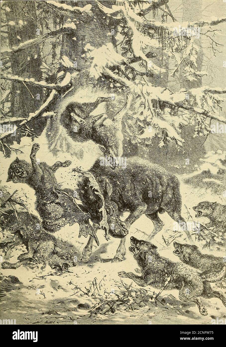 Animals in action; studies and stories of beasts, birds and reptiles; their habits, their homes and their peculiarities . xtermination the fate decreed to the giant animals of thev^orld ? It Animals in action; studies and stories of beasts, birds and reptiles; their habits, their homes and their peculiarities . xtermination the fate decreed to the giant animals of thev^orld ? It