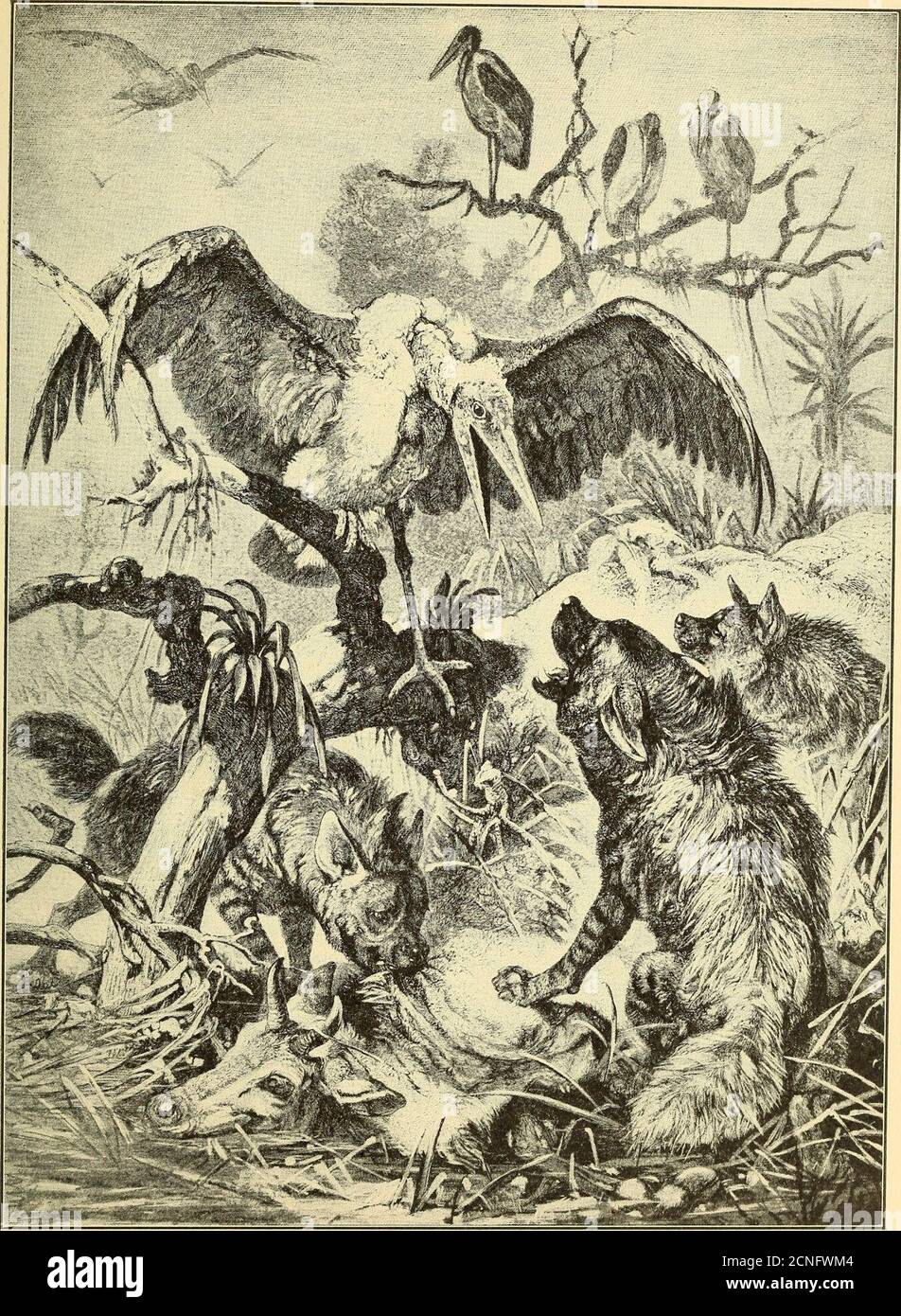 Incredible sense of smell hi-res stock photography and images - Alamy