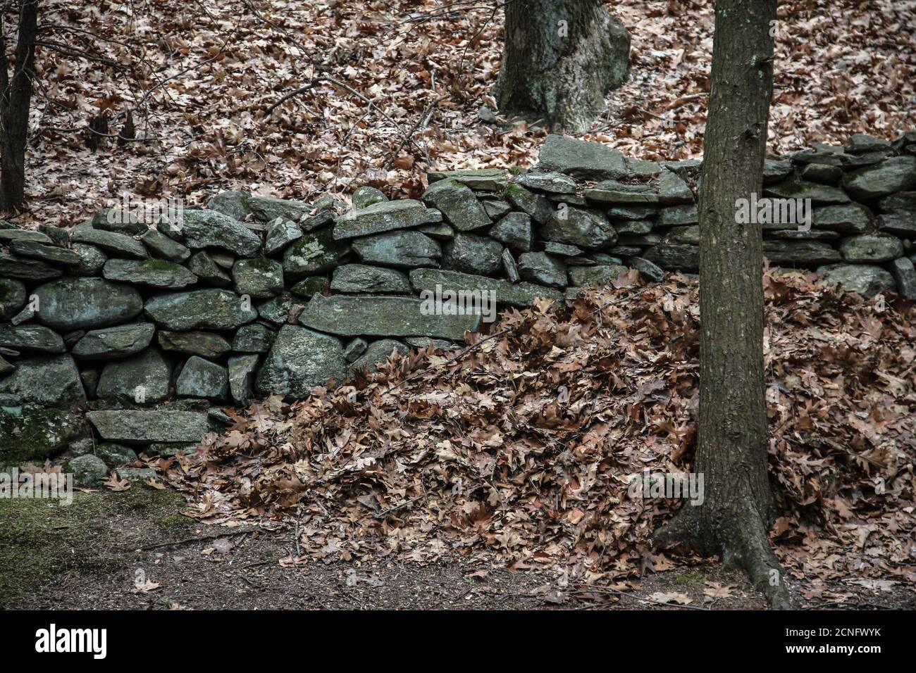 Stone wall new england forest hi-res stock photography and images - Alamy