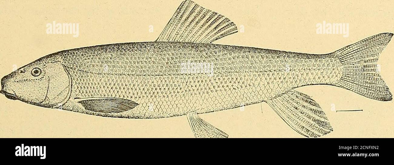 . Annual report of the Forest, Fish and Game Commission of the State of New York . occurs in probably all the waters of New York. The small June Sucker of the Adirondacks described from Blue Mountain FOREST, FISH AND GAME COMMISSION. 339 Lakes by Fred Mather as Catostomus utazvana belongs to this species. It is simplya dwarfed form inhabiting small mountain creeks. The Common Sucker reaches a length of 18 inches or more and a weight ofseveral pounds. The young of 3 or 4 inches in length are considered by many asbeing excellent for Black Bass and Wall-eyed Pike, while those a little larger are Stock Photo