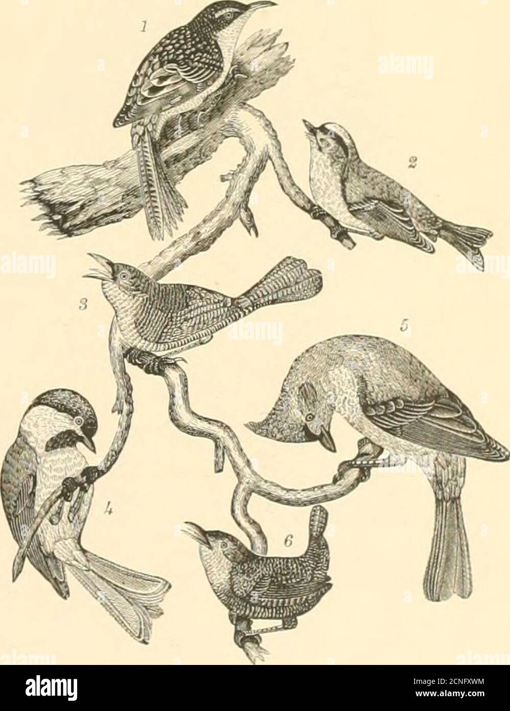 . American ornithology; or, the natural history of the birds of the United States . Pl.vte 7.—1. Cedar-bird.  . Ked-bellied Woodpecker 3. PlaTK 8.—1, Bruwu Creeper. 2. Iliildeli-crested Wren. 3. Yelb.w-lliroated Flycatcher. 4. Purple Finch. Jlouse Wren. 4. Klack-capped Tilniouse. .5. Crested Titmouse. 6. Winter Wren. Stock Photo