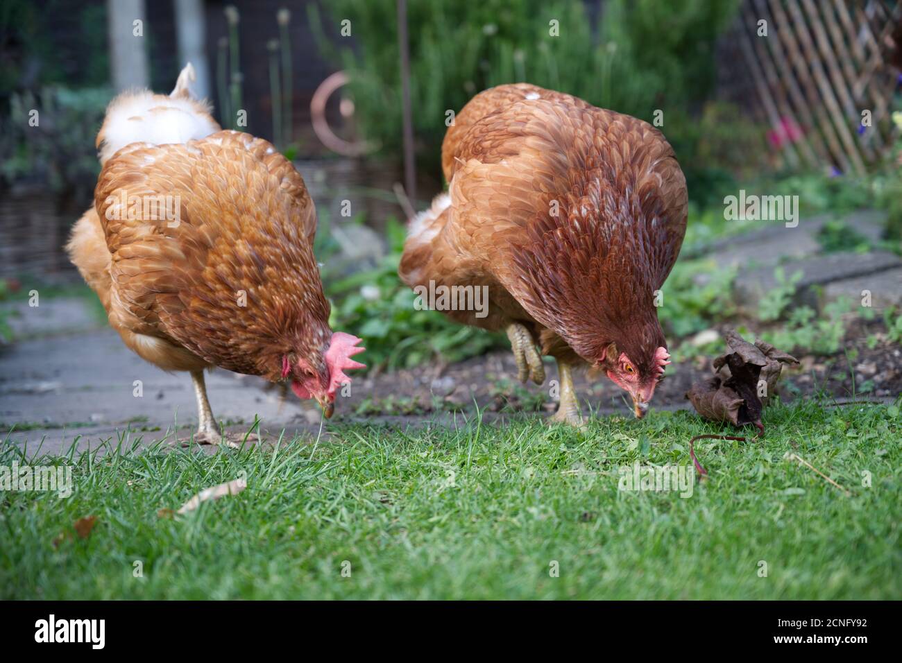 Pet rescue chickens Stock Photo Alamy