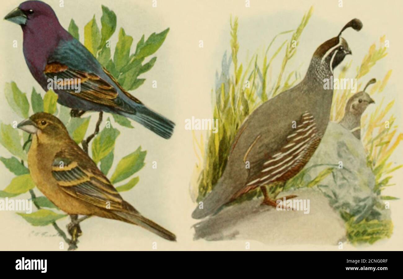 . The book of birds, common birds of town and country and American game birds . Vf.MLR SpaRRUW Bi.iE Grosbkak M;ilc, iip|&gt;er; ftriiinle, lower Cari)inai Male, upper; tcin;ile, lowerCai.Uorma (jlAII, 23 BREWERS BLACKBIRD (Euphaguscyanocephalus) Length, lo inches. Its glossy pur])lish headdistinguishes it from other hiackhirds that donot show in flight a trough-shaped tail. Range: Breeds in the West, east to Texas,Kansas, and IMinncsota, and north to southernCanada; winters over most of the InitedStates breeding range, south to Guatemala. Habits and economic status: Very numerousin the West a Stock Photo