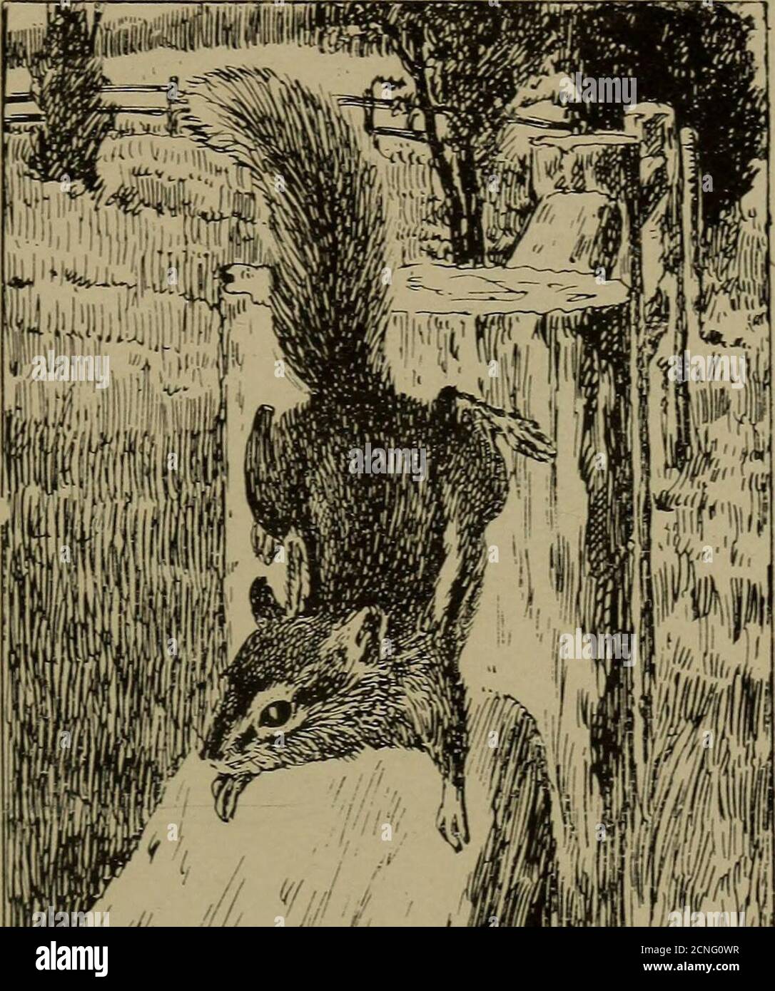 . Familiar life in field and forest; the animals, birds, frogs, and salamanders . The children frequently feedhim with crusts of bread.11. wi *;! mm I CHIPMUNK.TAMIAS LISTERII. He is the red squirrelscousin. SMALL FOLK WITH LIVELY FEET. 275 volans volaris, Sciurojpterus volucella, Geoffroy);but he is out only after sunset, and does not often color is a so loose- appear on the highway. Hisbrownish gray, and his skin isly adjusted to his body that hecan spread it out in a wide ex-panse and slide through theair from tree to tree ona flying leap of fullyfifty feet. It is saidthat on extra occasion Stock Photo