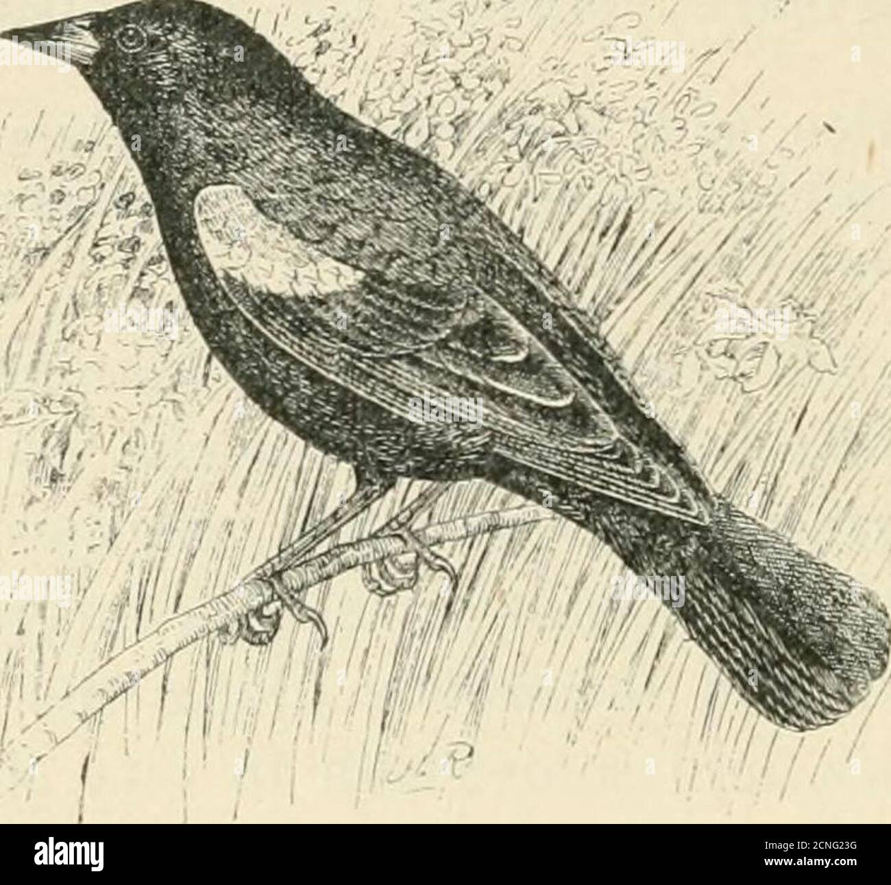 . Handbook of birds of the western United States, including the great plains, great basin, Pacific slope, and lower Rio Grande valley . oint; wings pointed, tail even or rounded;claws small, lateral ones scarcely reaching to base of middle one ; sexesdifferent in size. KEY TO ADULT MALES. 1. Wing with middle coverts black at tips . . californicus, p. 291.r. Wing with middle coverts huffy, brownish, or white at tips.2. Smaller. 8. Females lighter, bnffy tints prevailing on upper parts. * Southern Arizona and New Mexico sonorieiisis, p. 290. o. Females darker, huffy tints not prevailing on upper Stock Photo