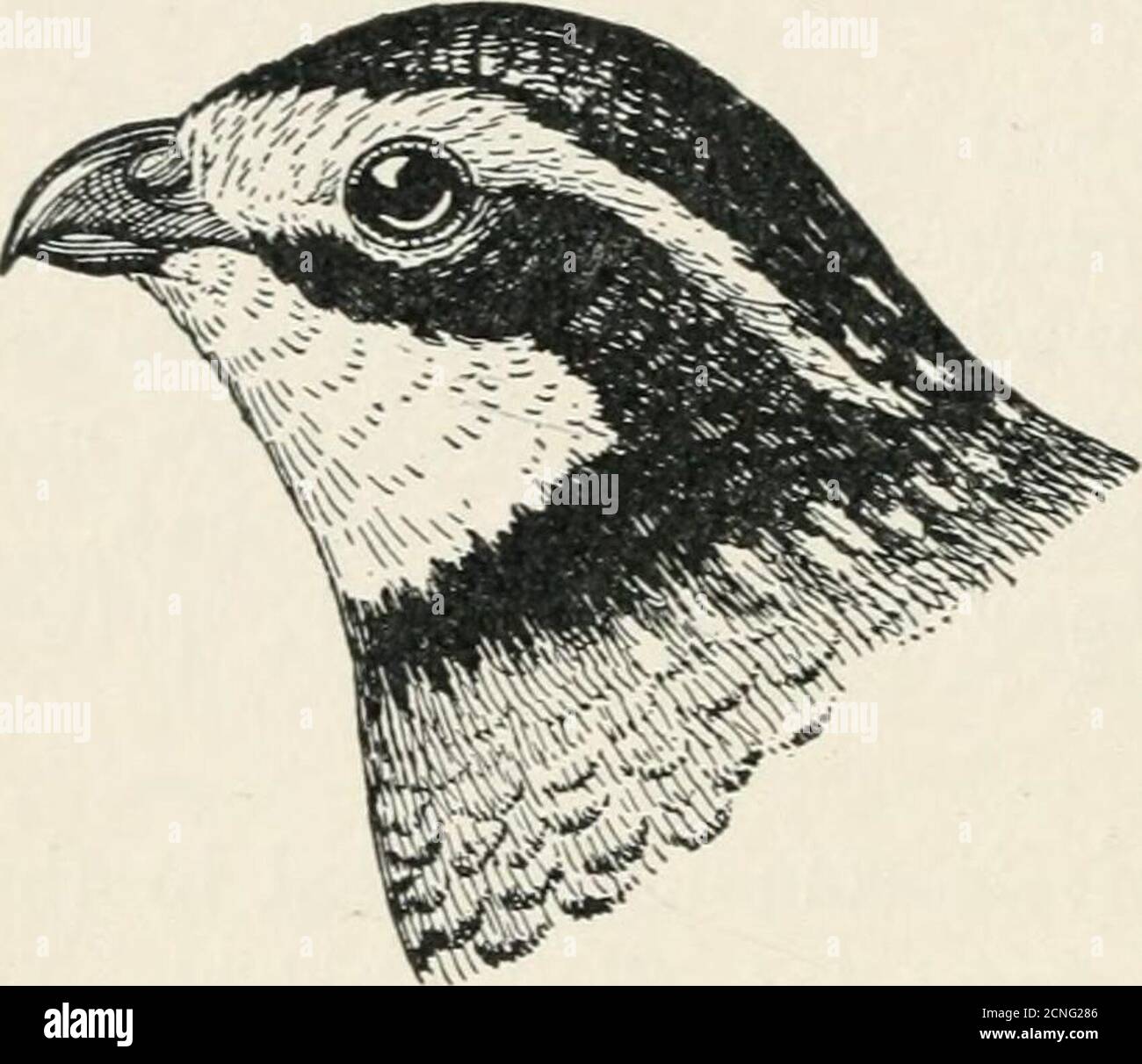 Bob white quail hi-res stock photography and images - Alamy