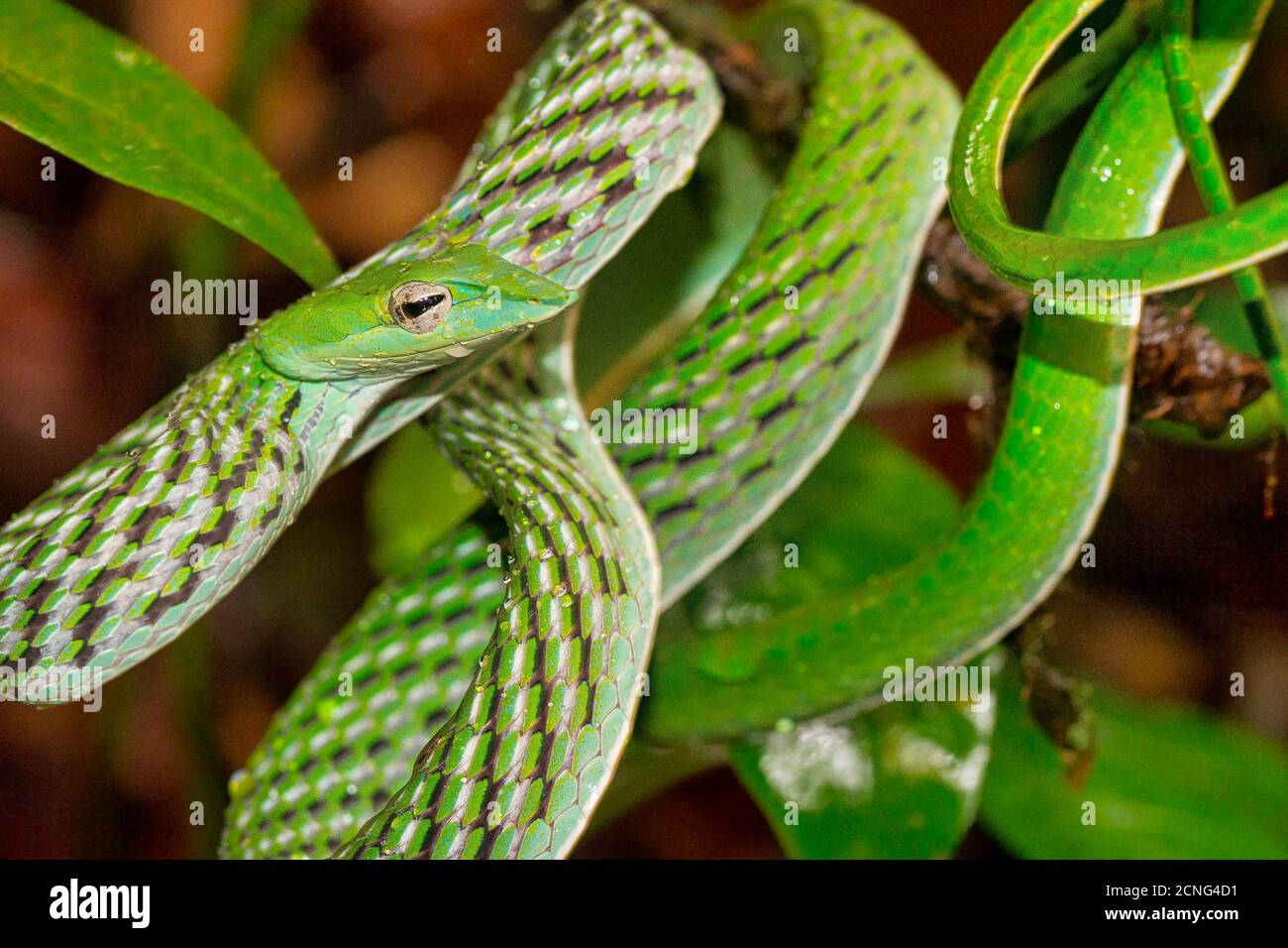 Green Vine Snake, Long-nosed Whip Snake, Ahaetulla nasuta, Sinharaja National Park Rain Forest, World Heritage Site, UNESCO, Biosphere Reserve, Nation Stock Photo