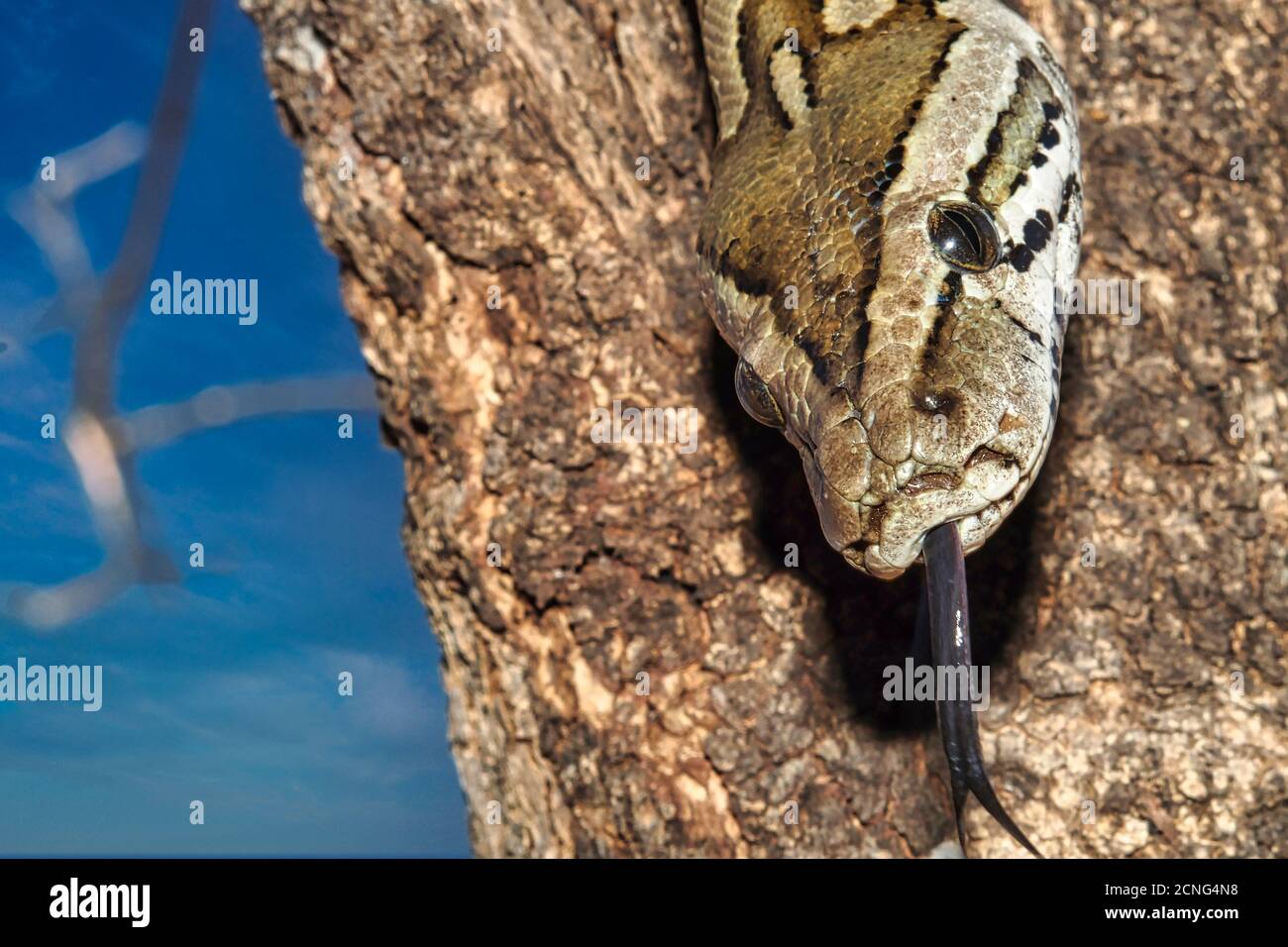 The african beauty snake hi-res stock photography and images - Alamy