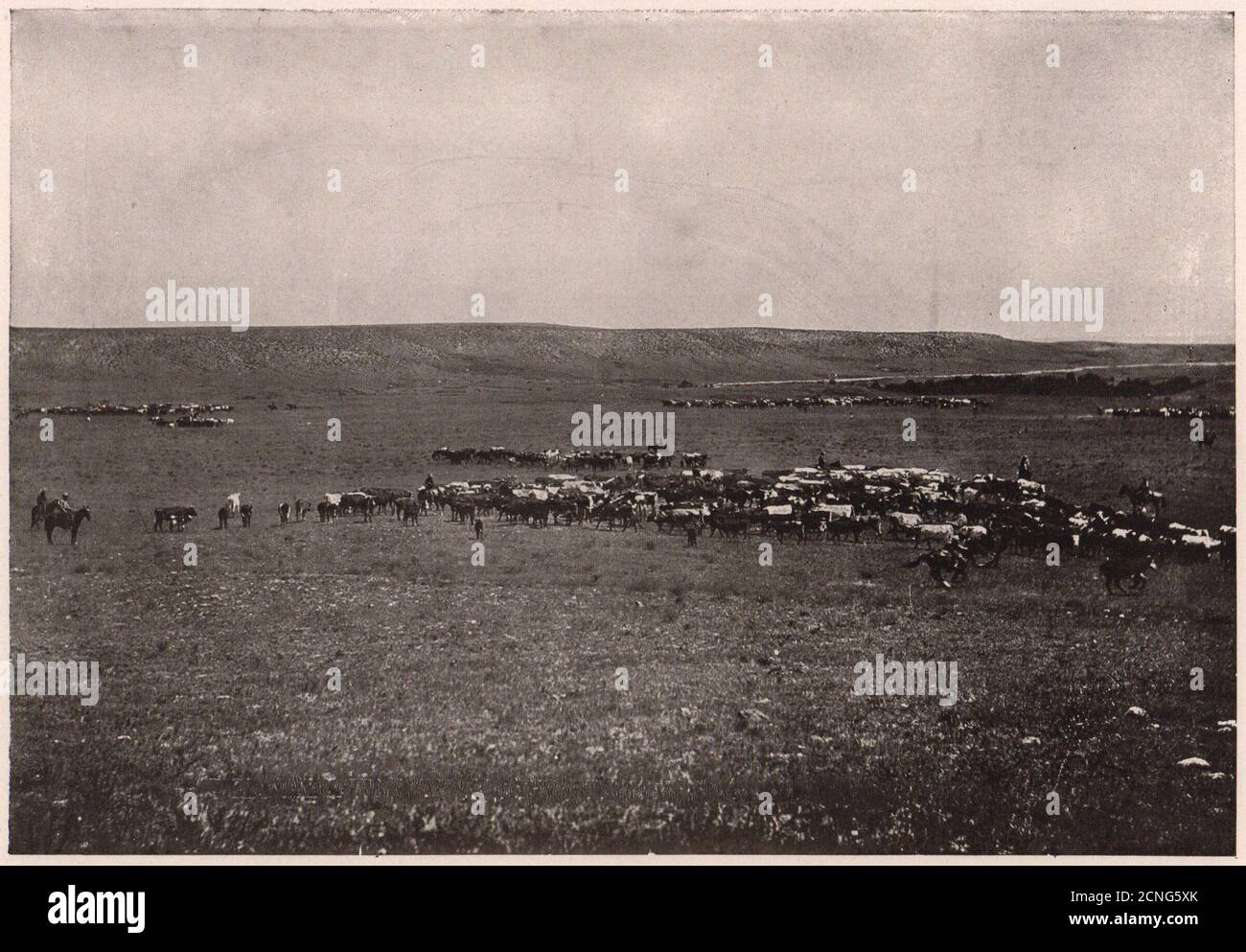 Cattle ranch 20th century hi-res stock photography and images - Alamy