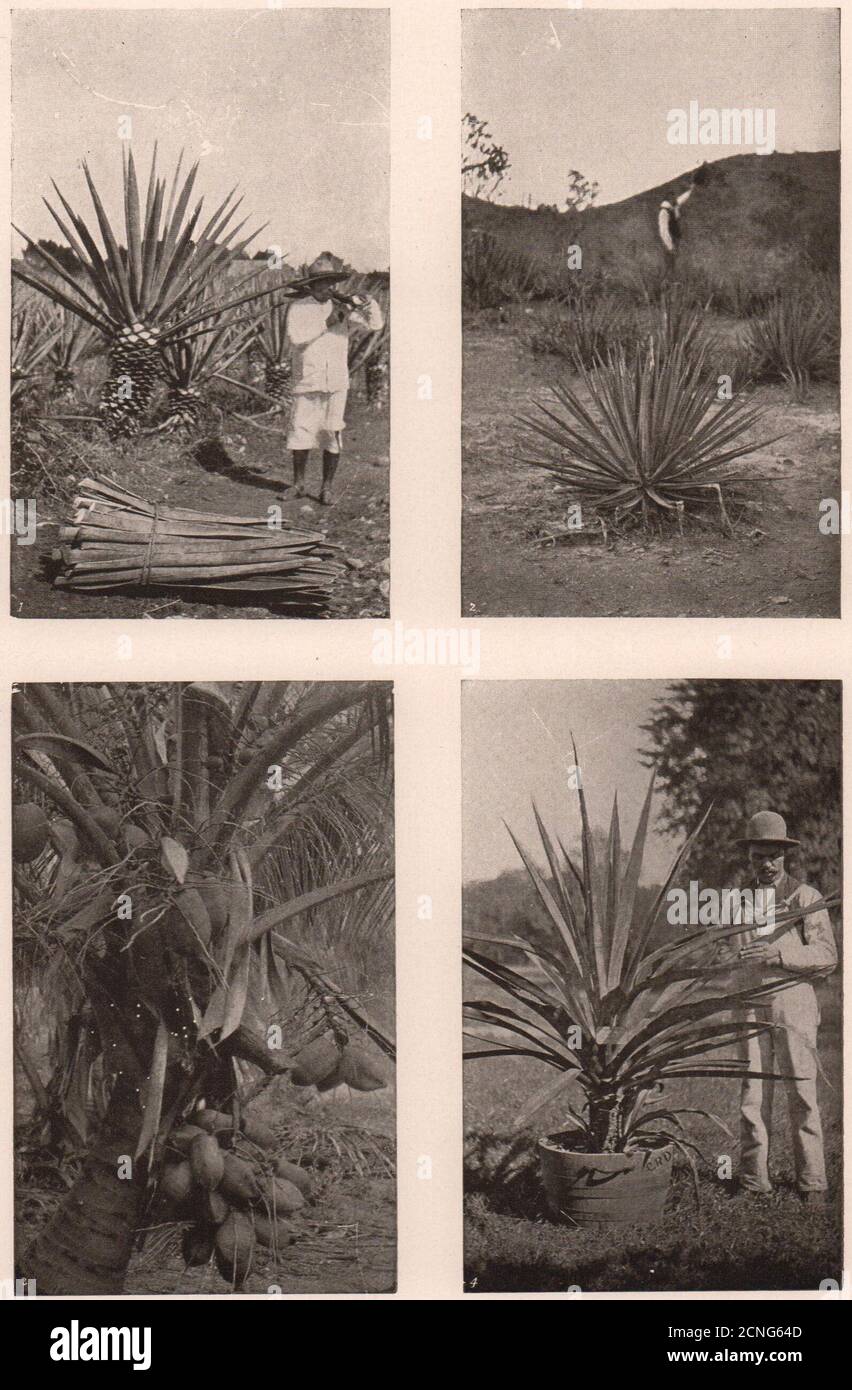 Fibre Plants: Sisal, Istle or Tampico & Mauritius Hemp. Coconut Plant 1903  Stock Photo - Alamy