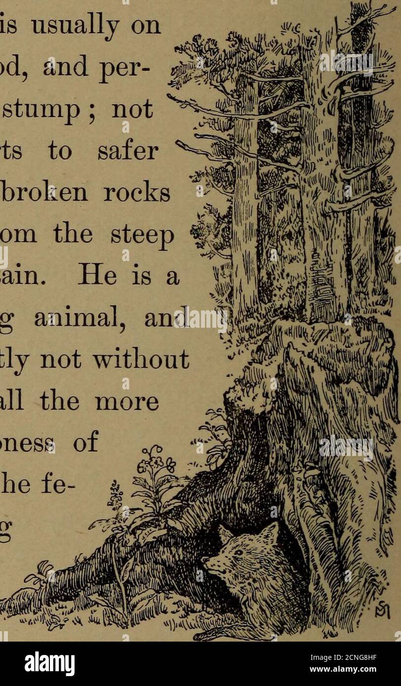 . Familiar life in field and forest; the animals, birds, frogs, and salamanders . IELD AND FOREST. foxs bark, however, is one short, suddenly loudsquall, bearing not the remotest resemblance to thebark of a setter. The terriers bark may be a greatdeal nearer in pitch, but it is quite as far off in qual-ity of tone. Indeed, between the dog and the foxthere is, after all, very little similitude. Reynards burrow is usually onthe border of the wood, and per- jggjgjhaps beside some old stump; notinfrequently he resorts to saferretreats beneath the broken rockswhich have fallen from the steep ^|ledg Stock Photo