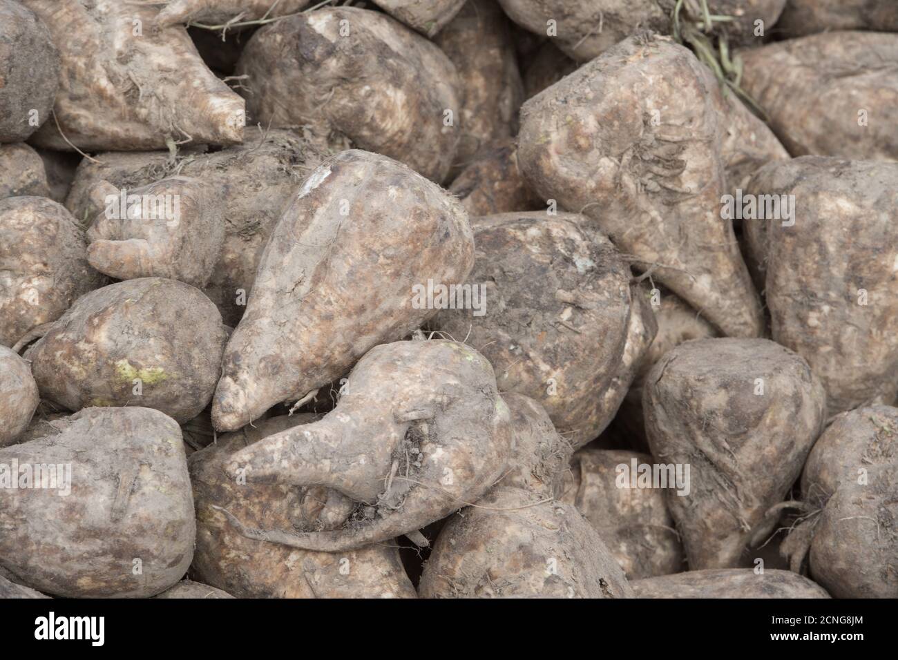 Anklam, Germany. 08th Sep, 2020. Sugar beets are lying in the storage area  of the Anklam sugar factory. During the 128-day campaign, around 100,000  tonnes of white sugar will be produced, along