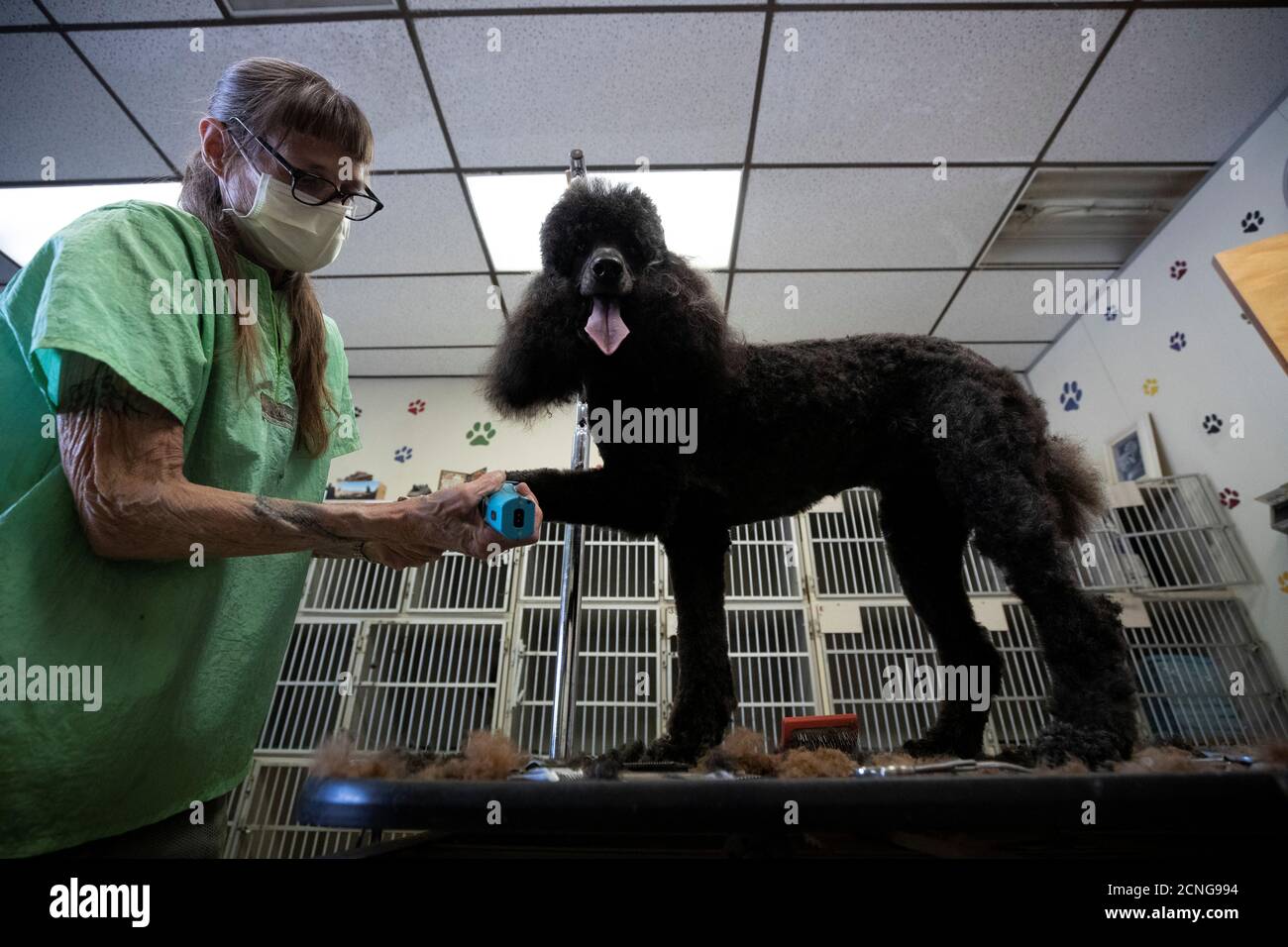 lisa's dog grooming
