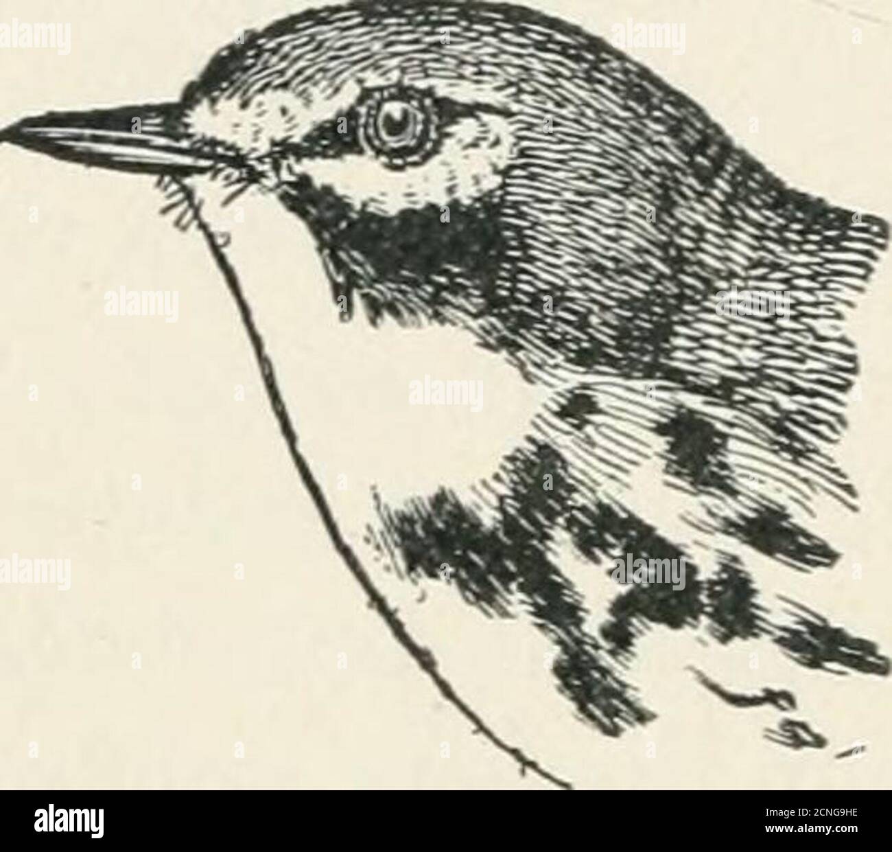 . A guide to the birds of New England and eastern New York; containing a key for each season and short descriptions of over 250 species, with particular reference to their appearance in the field . uttering helplessly along theground, trailing behind her an apparently broken wing. Prairie Warbler. Dendroica discolor4.75 Ad. $ . — Upper parts with a strong greenish tinge, when seenin strong light; when the bird is seen from above, reddish-brownmarkings show in the middle of the back ; forehead, a line overeye, and a spot below eye yellow; spot in front of eye and stripebelow eye black; wing-bar Stock Photo