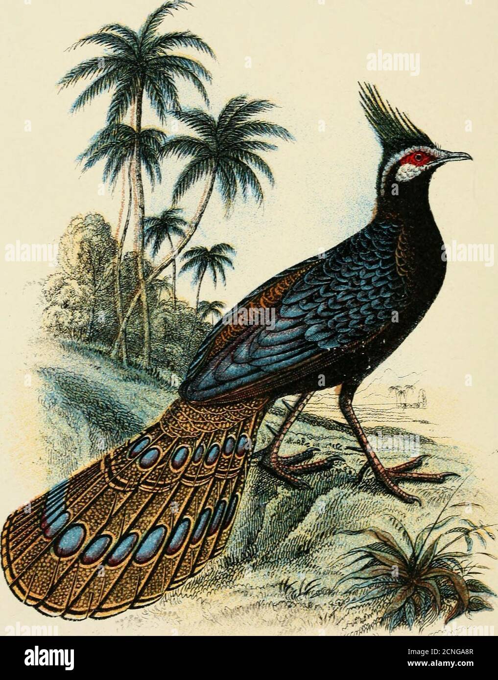 . A hand-book to the game-birds . of the birds own feathers,placed amongst grass among jungle {R. A. Clark). Eggs.—Like those of the Golden Pheasant. Averagemeasurements, 2 by i44 inches (7?. A. Clark). IT. Germains peacock-pheasant, polyplectron GERMAINI, Polyphdroii germaini^ Elliot, Ibis, 1866, p. 56; id. MonogrPhasian. i. pi. 8 (1872); Ogilvie-Grant, Cat. B. Brit. Mus.xxii. p. 357 (1893). Adult Male.—Like the male of P. chi?iqins, but the whitish-brown spots on the upper-parts are jjiuch smaller and closertogether ; the ocelli on the tail-feathers dark green with bluish-violet reflections Stock Photo